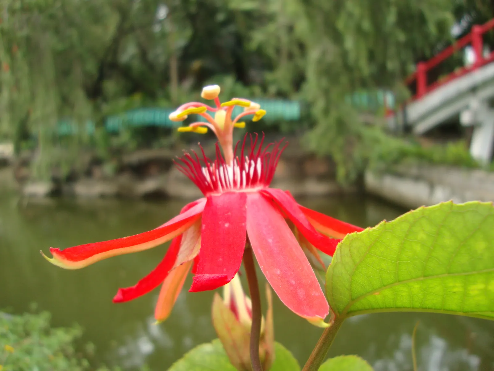 Crimson Passion Flower (Passiflora Vitifolia) — commonly known as the Crimson Passion Flower; serving as a lush backdrop to the vivid, image 60