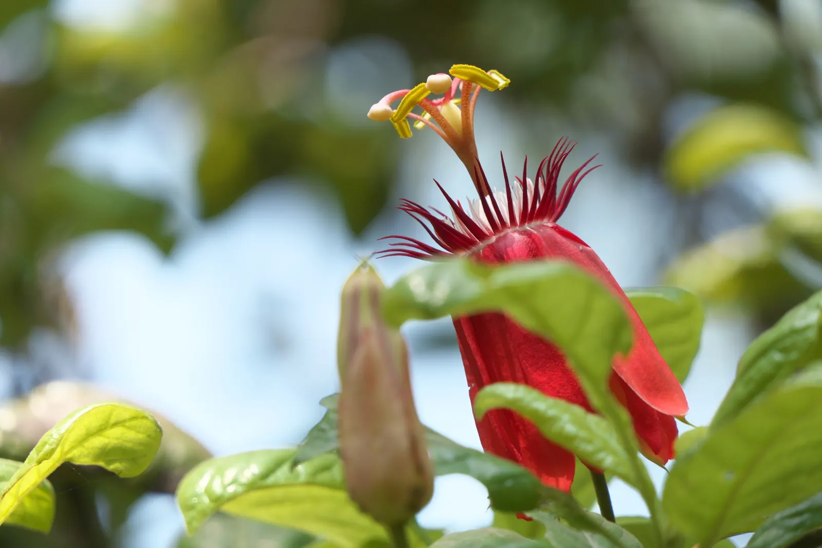 Crimson Passion Flower (Passiflora Vitifolia) — serving as a lush backdrop to the vivid flowers.<br><br>Flowering from summer into fall; vine for full