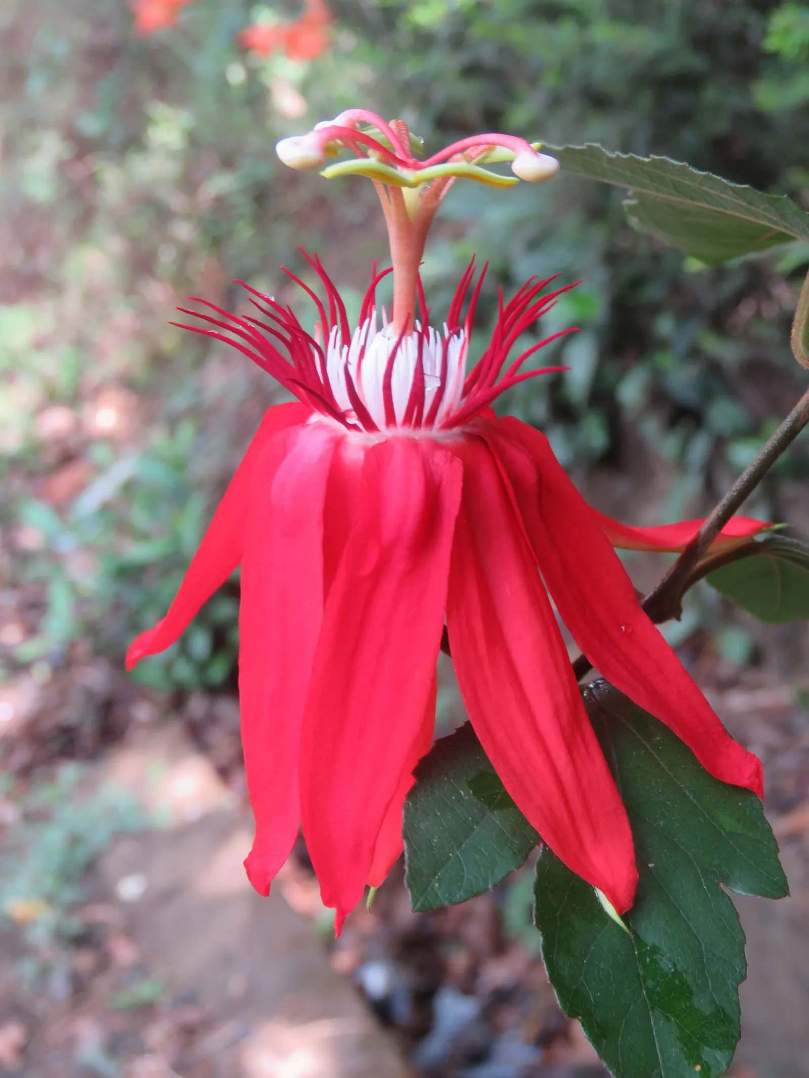 Crimson Passion Flower (Passiflora Vitifolia) — Heart-shaped leaves measuring 3-8 inches provide a lush backdrop
