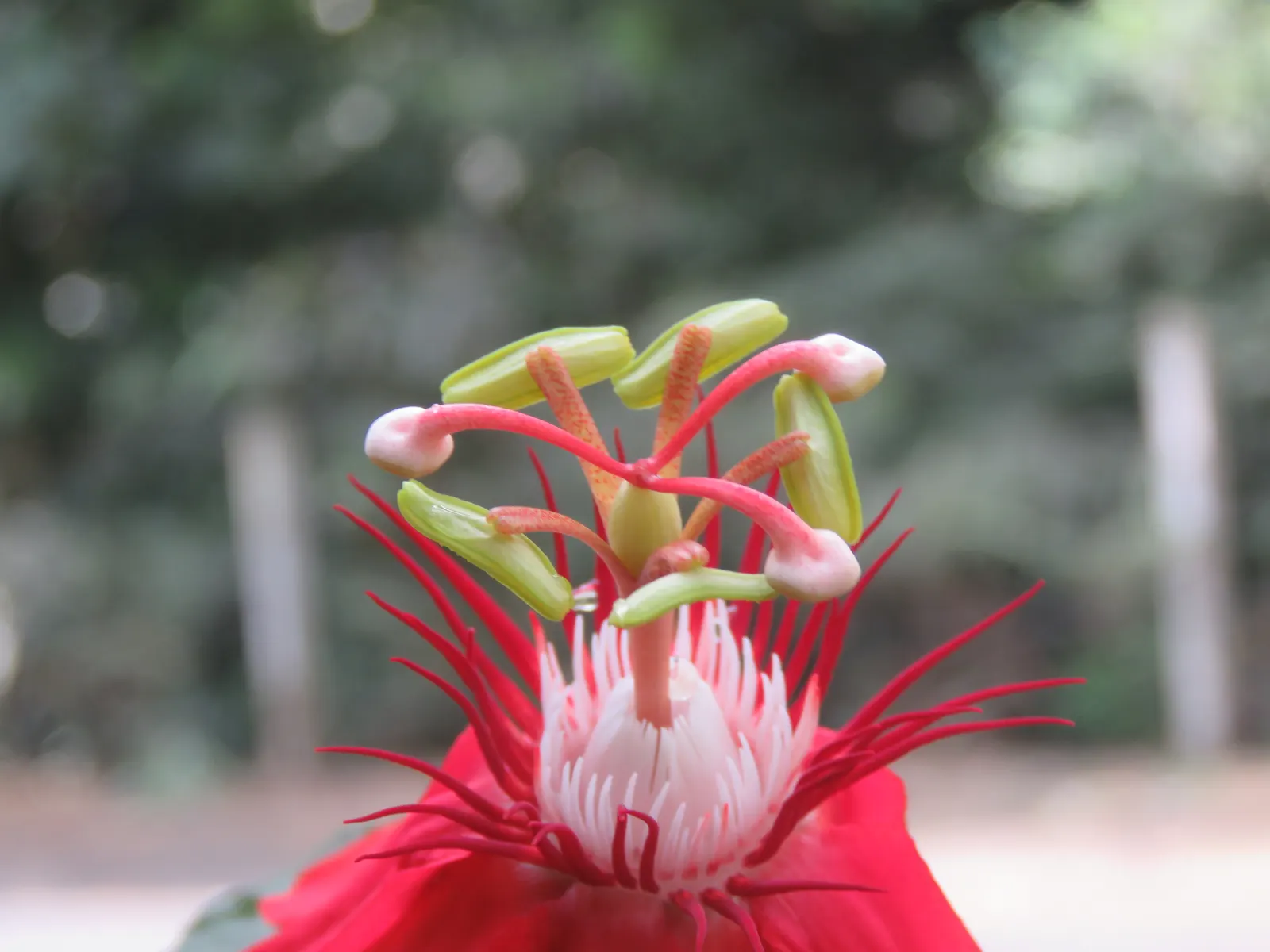 Crimson Passion Flower (Passiflora Vitifolia) — It's also moderately salt-tolerant; this species is renowned for its striking red blossoms that span, image 102