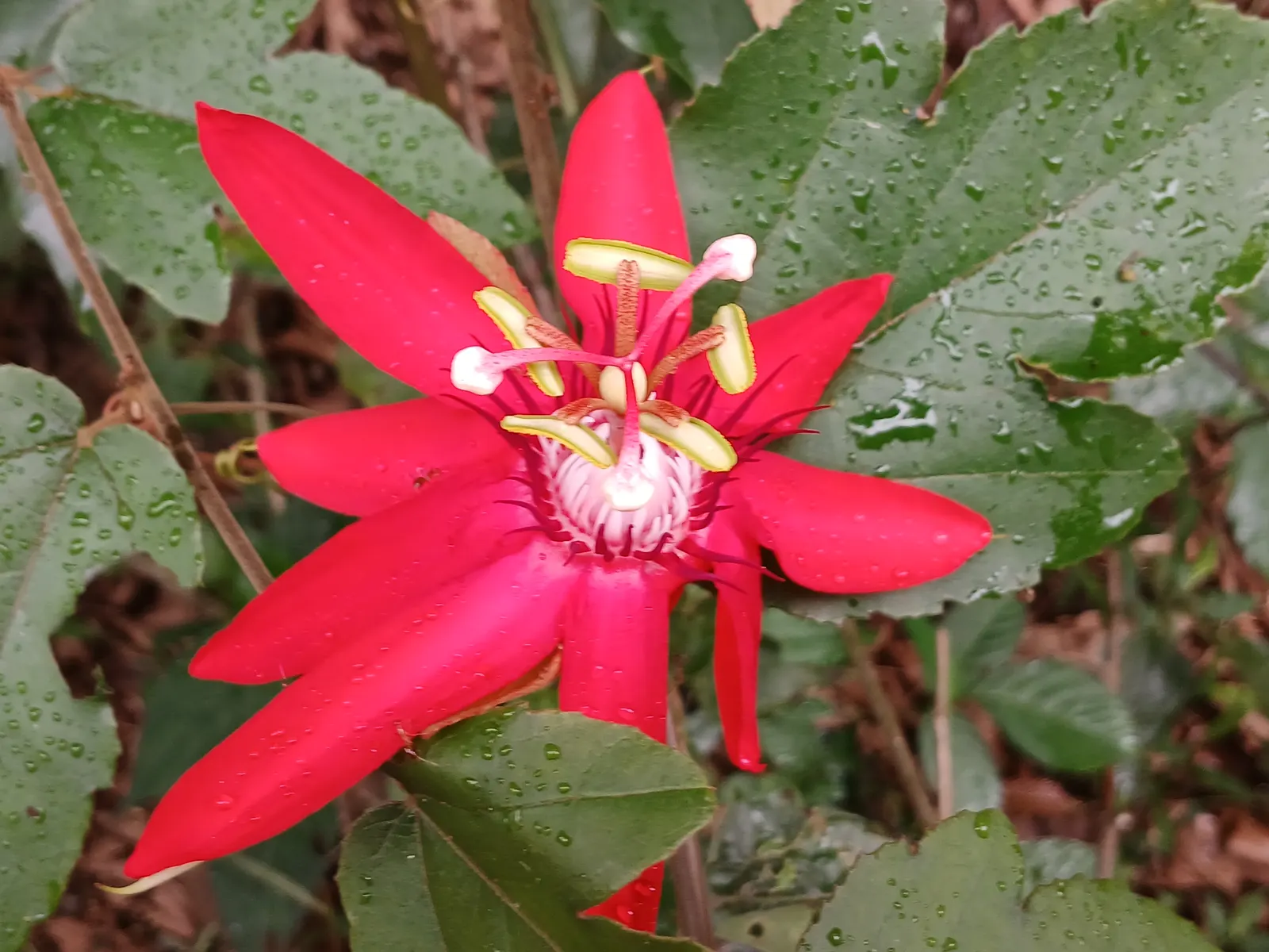 Crimson Passion Flower (Passiflora Vitifolia) — It thrives in USDA zones 10-11; red flowers in the garden, image 58