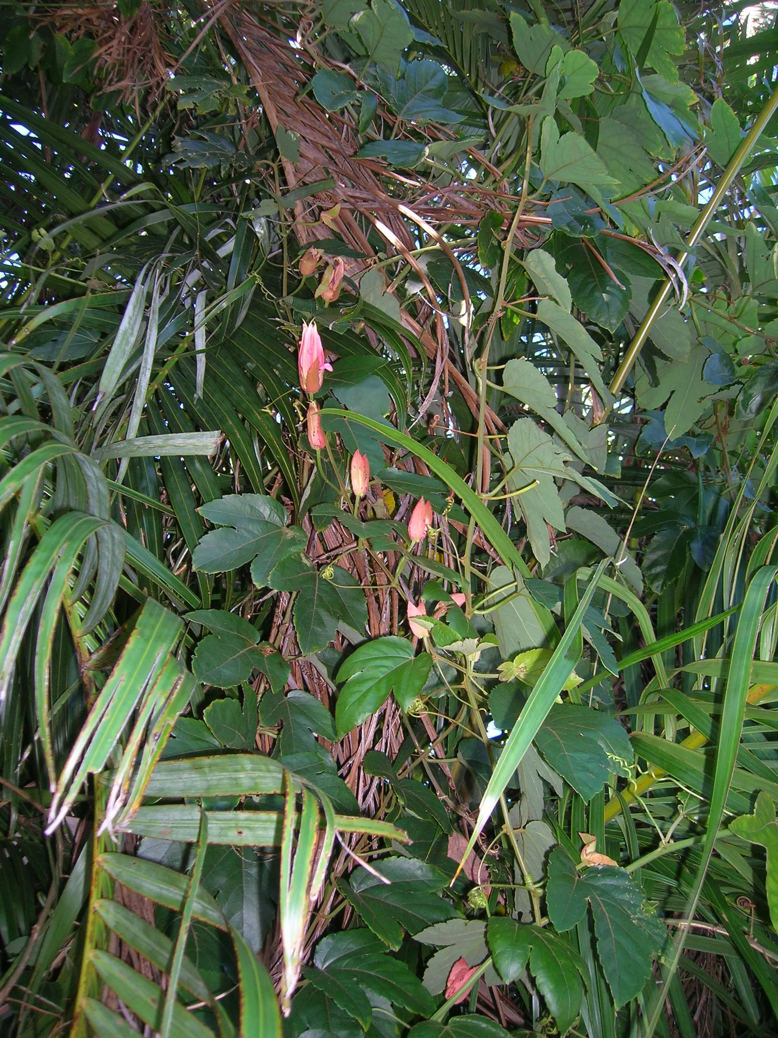 Crimson Passion Flower (Passiflora Vitifolia) — consider its rapid growth and maintenance needs; potentially reaching heights of 15 to 20 feet and, image 76