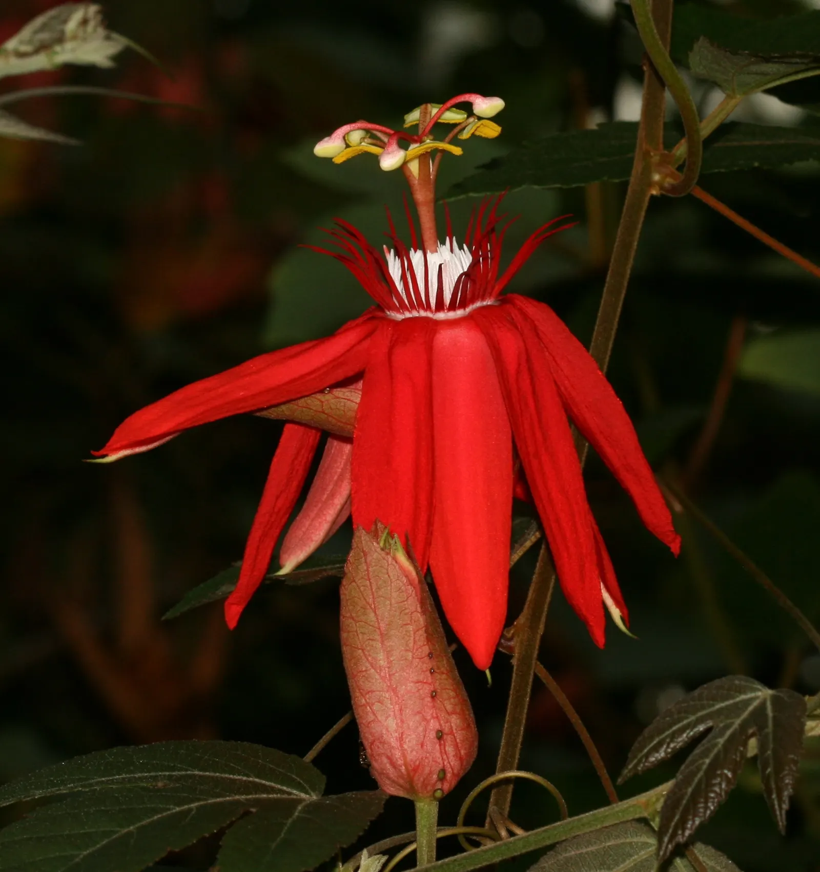 Crimson Passion Flower (Passiflora Vitifolia) — serving as a lush backdrop to the vivid flowers.<br><br>Flowering from summer into fall; vine for, image 93