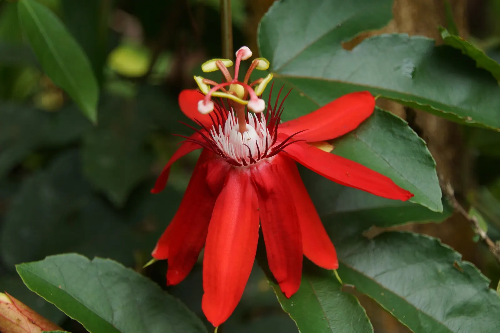 Crimson Passion Flower (Passiflora Vitifolia) — Native to Central and South America; vine with red blooms, image 89