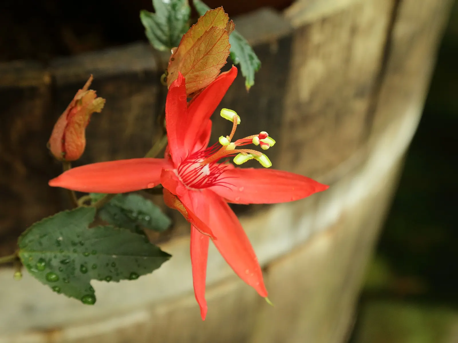 Crimson Passion Flower (Passiflora Vitifolia) — Well-draining soil is vital to prevent root rot; native to Central and South America, image 71