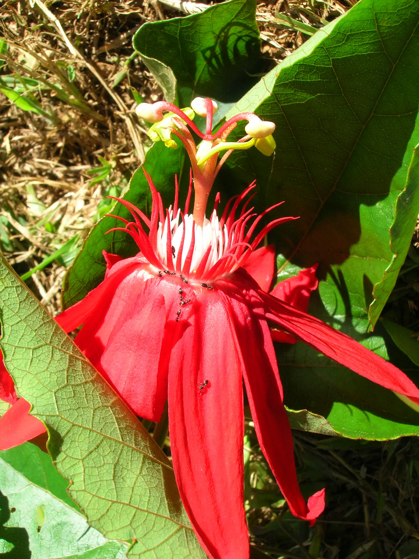 Crimson Passion Flower (Passiflora Vitifolia) — this species is renowned for its striking red blossoms that span approximately 3 to 5 inches across; commonly