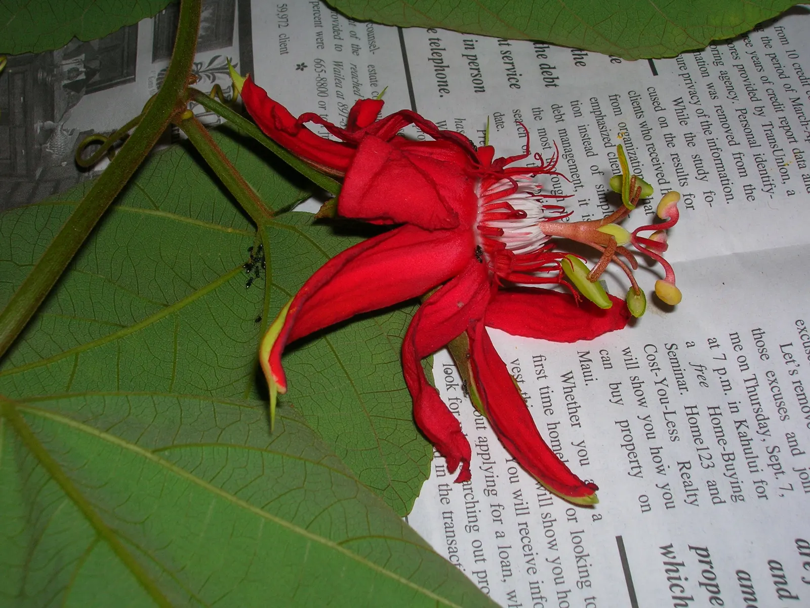 Crimson Passion Flower (Passiflora Vitifolia) — The Crimson Passion Flower, Passiflora vitifolia, graces landscapes with vivid red petals and, image 55