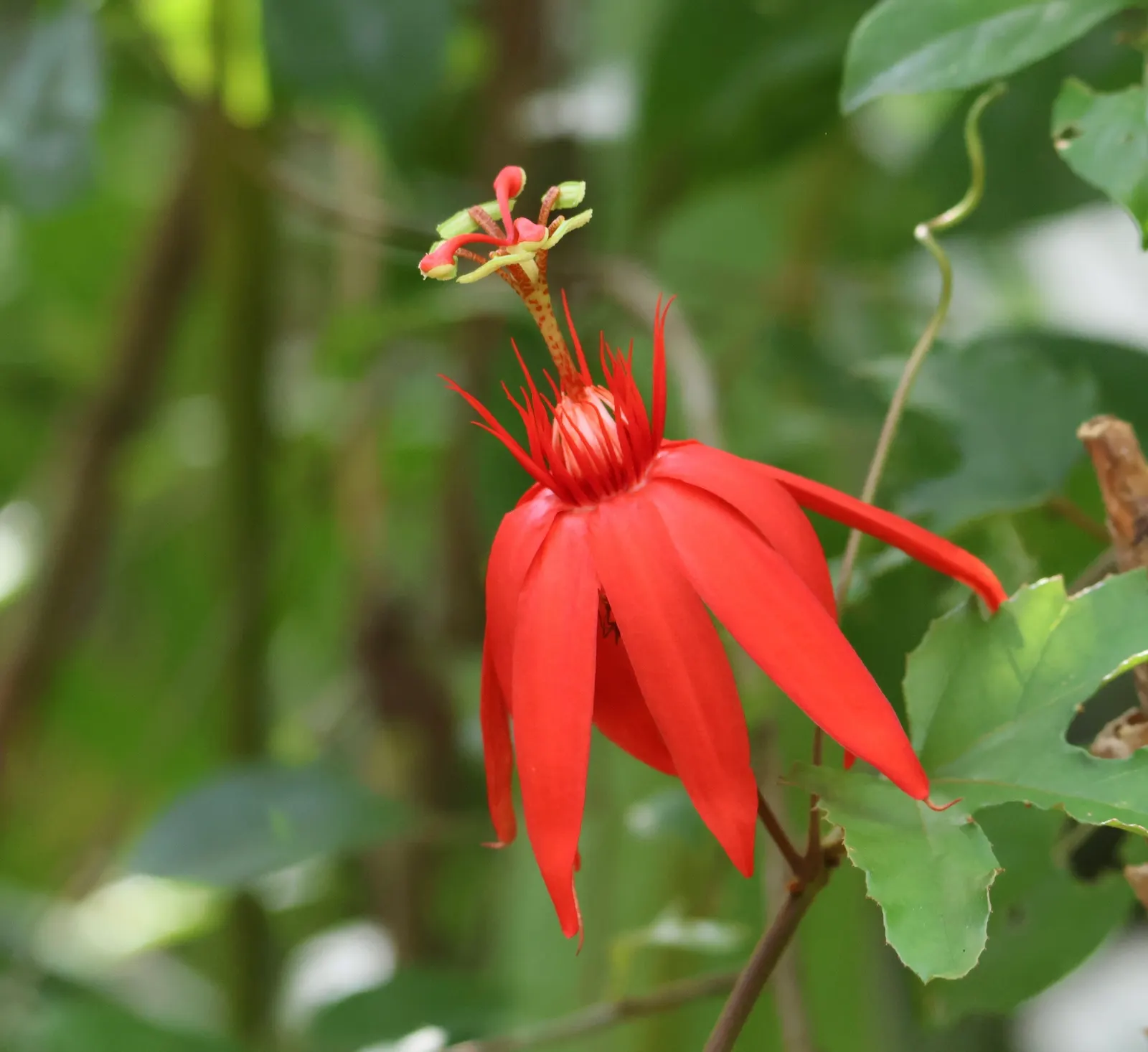 Crimson Passion Flower (Passiflora Vitifolia) — ovate leaves that grow up to 6 inches long