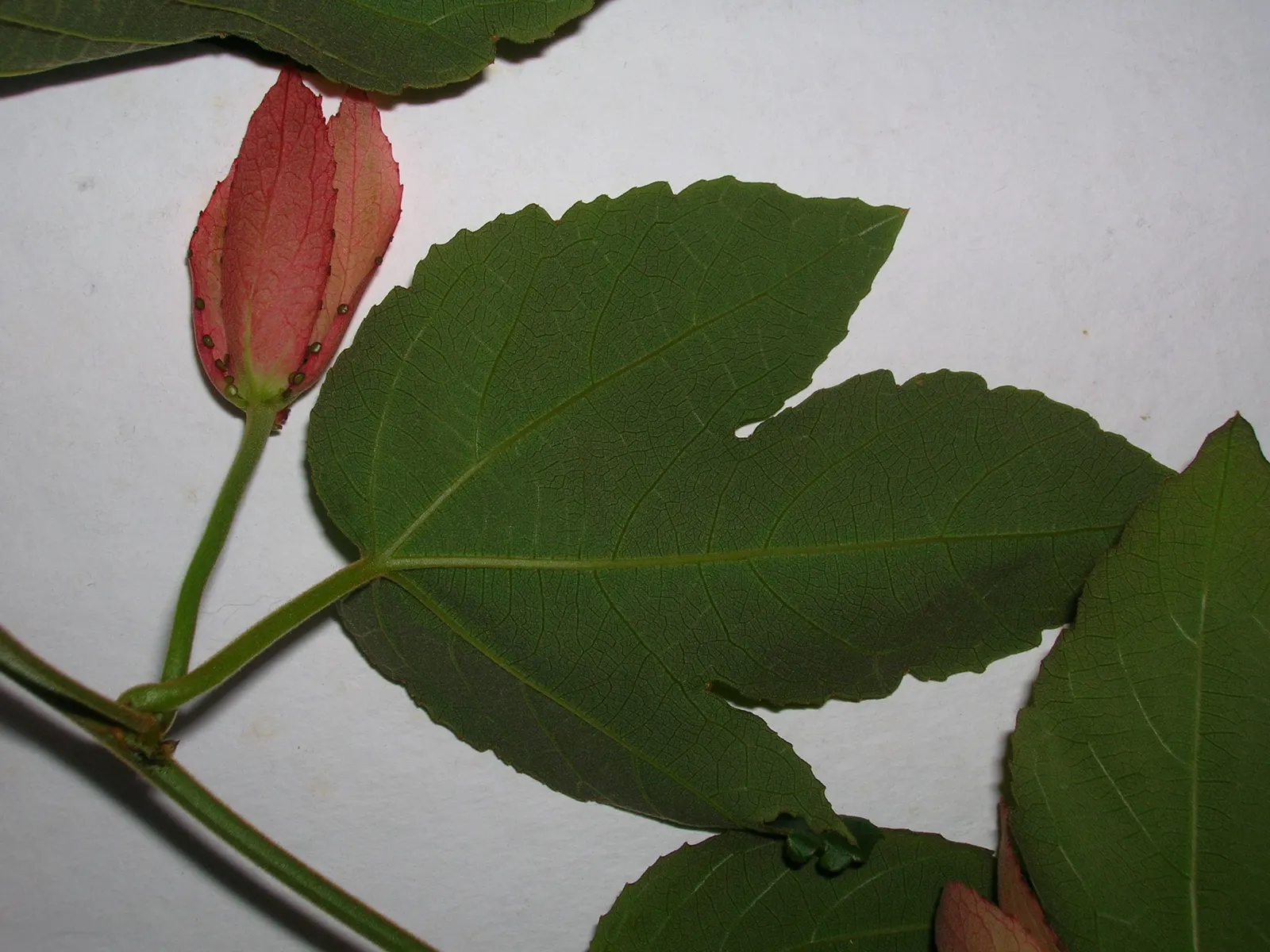 Crimson Passion Flower (Passiflora Vitifolia) — vine for full; this plant offers breathtaking beauty and a touch of the tropics that will undoubtedly captivate