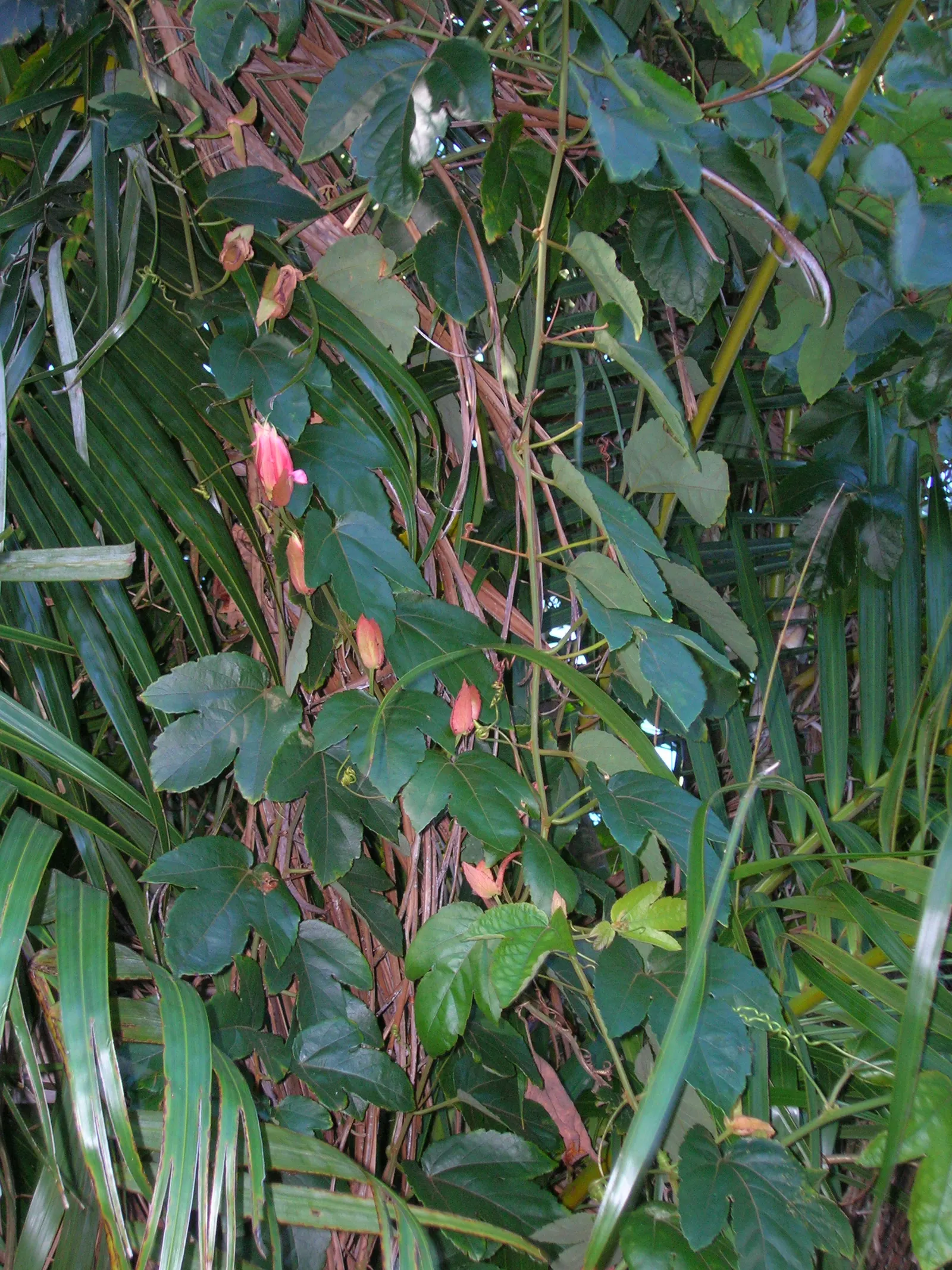 Crimson Passion Flower (Passiflora Vitifolia) — is an exotic and vibrant climbing vine that brings a tropical flair to any landscape
