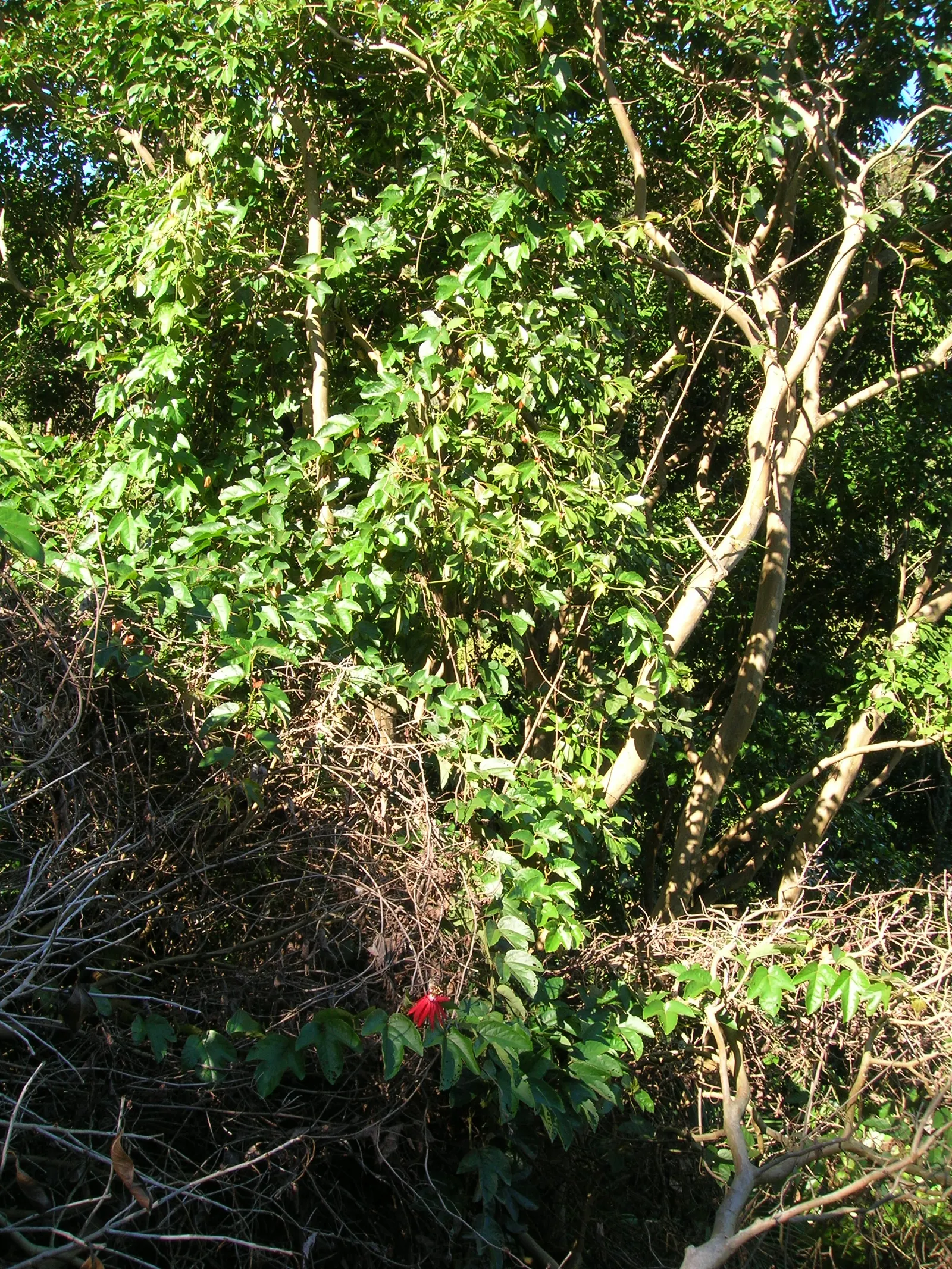 Crimson Passion Flower (Passiflora Vitifolia) — the Crimson Passion Flower is a host plant for various butterfly species; it requires a supportive, image 72