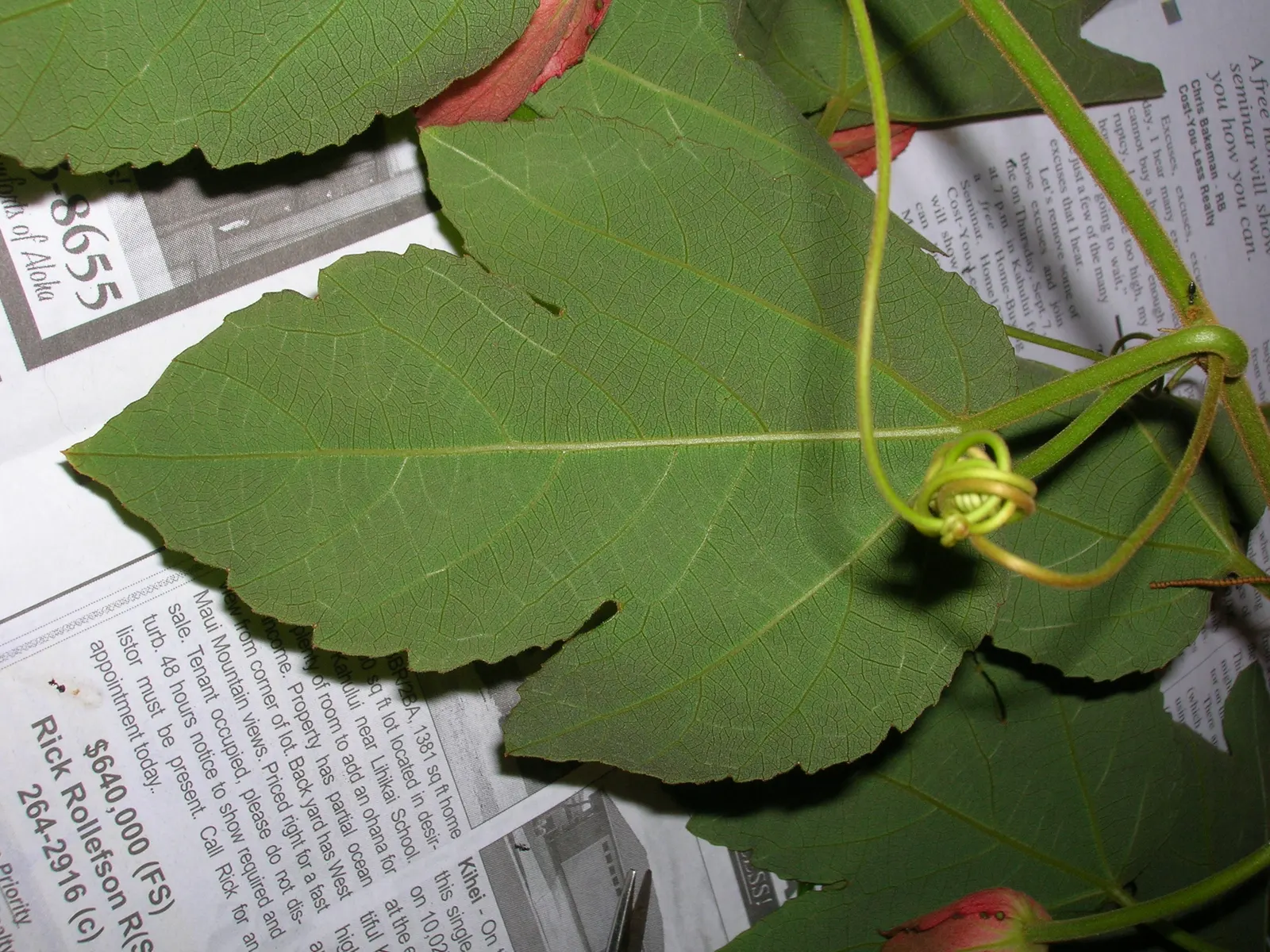 Crimson Passion Flower (Passiflora Vitifolia) — including the longwing butterflies; consider its rapid growth and maintenance needs, image 100