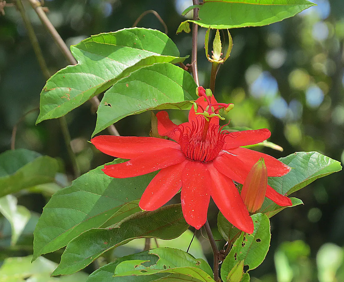 Crimson Passion Flower (Passiflora Vitifolia) — Heart-shaped leaves measuring 3-8 inches provide a lush backdrop; the Crimson Passion Flower is a host plant