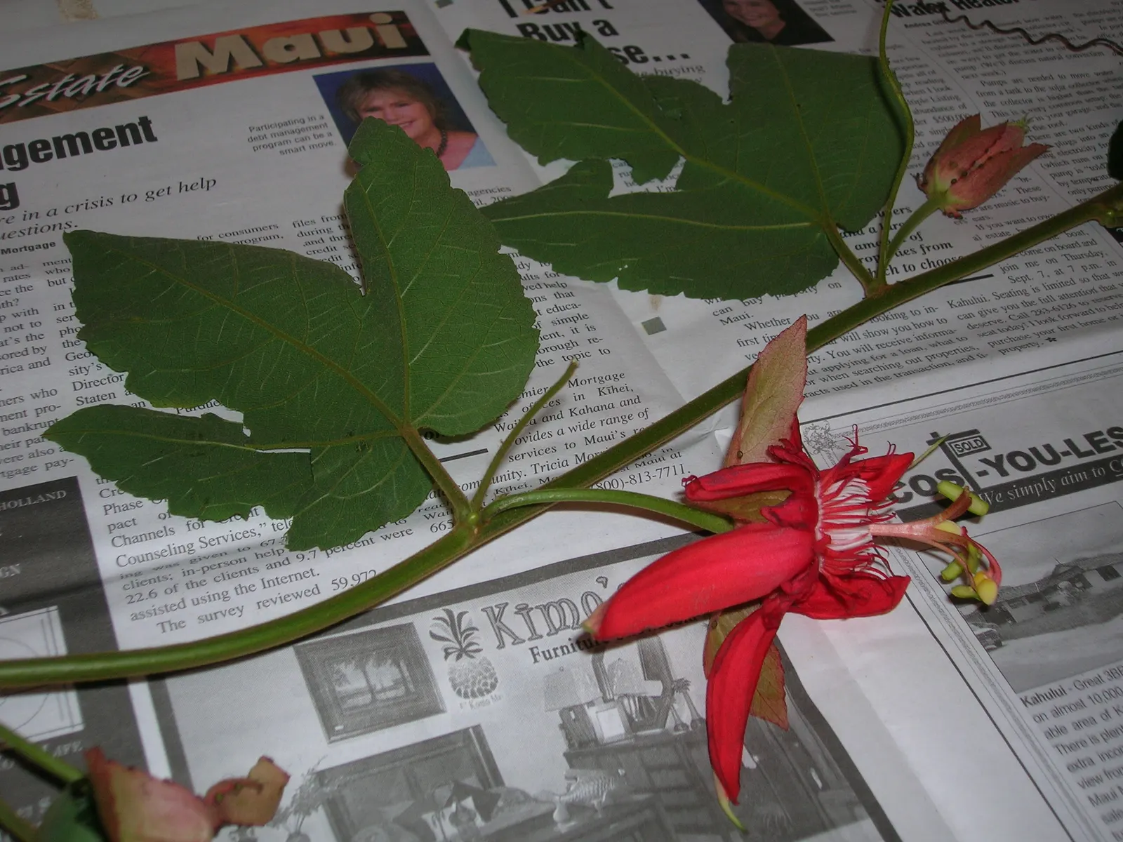 Crimson Passion Flower (Passiflora Vitifolia) — enhancing your garden's ecological diversity