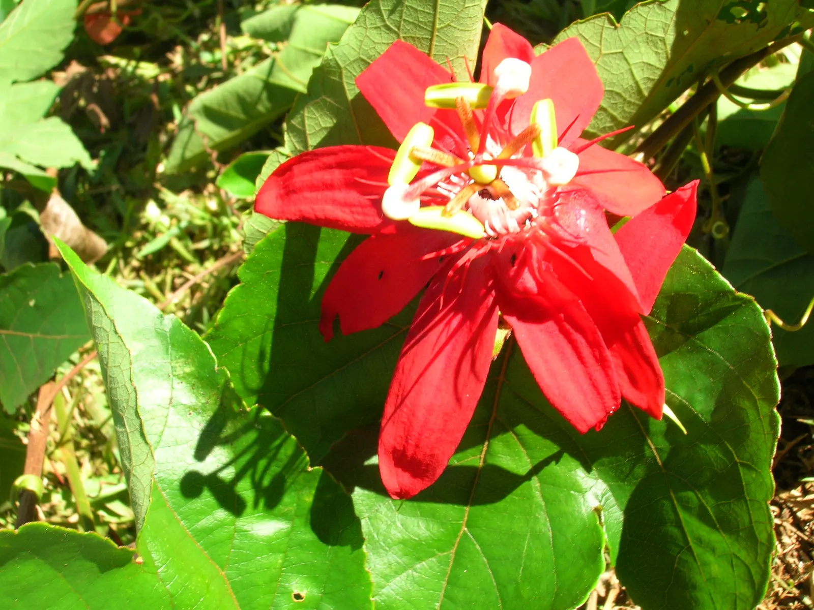 Crimson Passion Flower (Passiflora Vitifolia) — with a set of three distinctive green