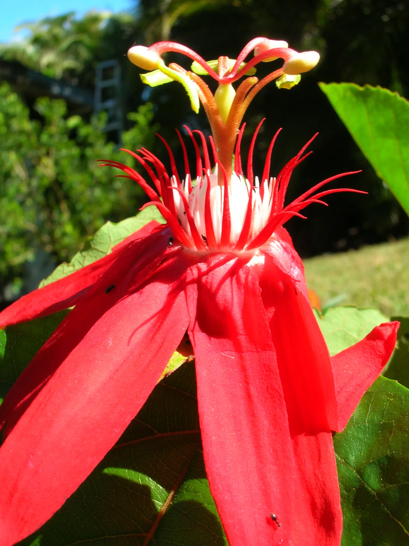 Crimson Passion Flower (Passiflora Vitifolia) — with a set of three distinctive green; the Crimson Passion Flower thrives in USDA zones 10 through, image 64