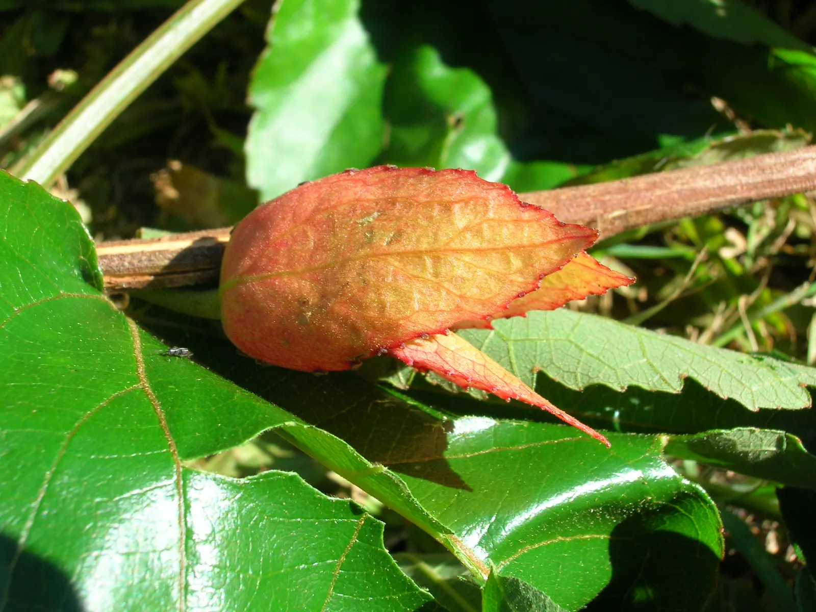 Crimson Passion Flower (Passiflora Vitifolia) — Native to Central and South America; vine with red blooms, image 62