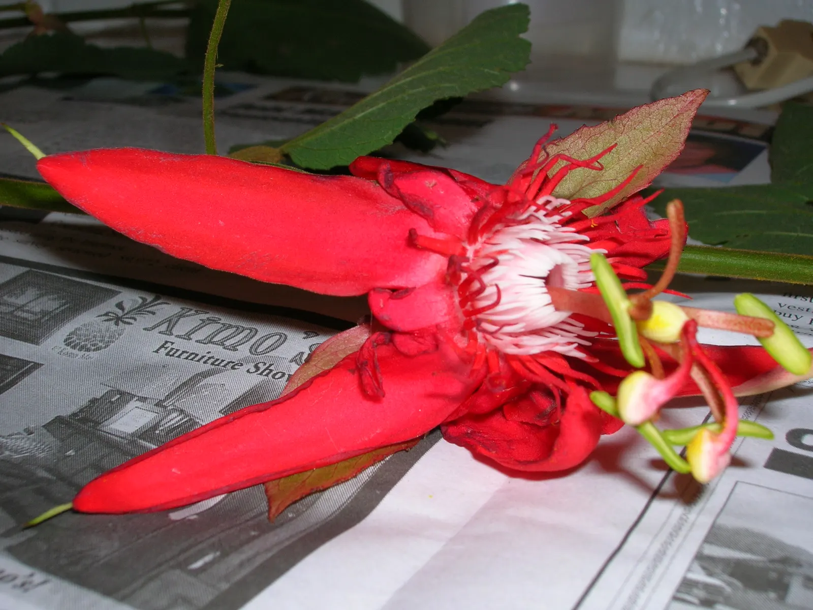 Crimson Passion Flower (Passiflora Vitifolia) — this species is renowned for its striking red blossoms that span approximately 3 to 5 inches across