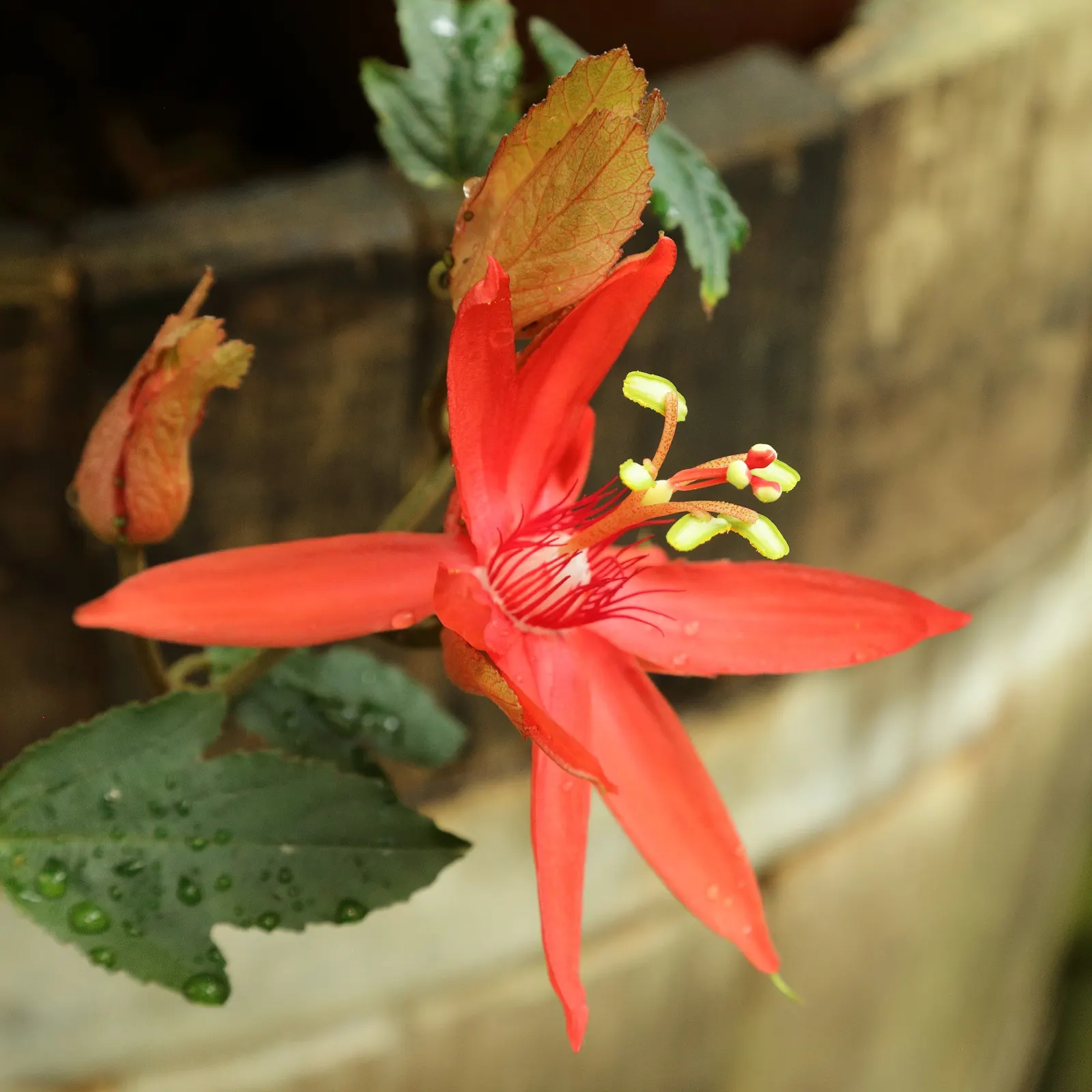 Crimson Passion Flower (Passiflora Vitifolia) — Regular pruning will keep it in check and encourage denser foliage as well as more profuse blooming, image 77