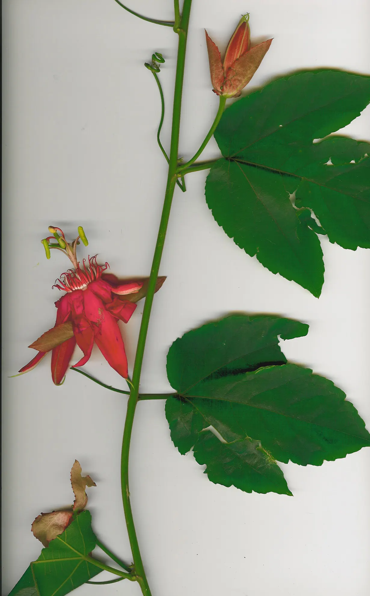 Crimson Passion Flower (Passiflora Vitifolia) — serving as a lush backdrop to the vivid flowers.<br><br>Flowering from summer into fall; vine for, image 66