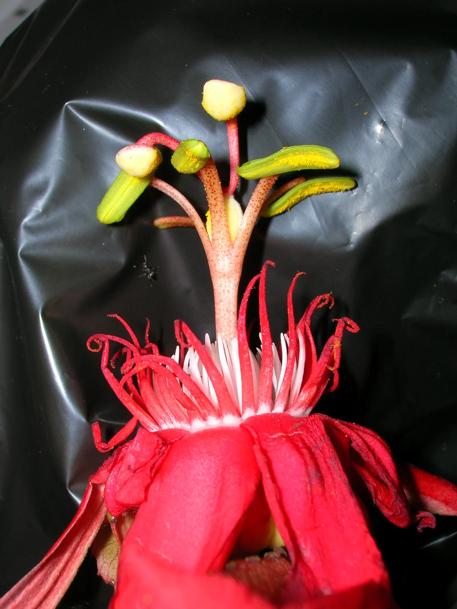 Crimson Passion Flower (Passiflora Vitifolia) — Well-draining soil is vital to prevent root rot; native to Central and South America, image 98