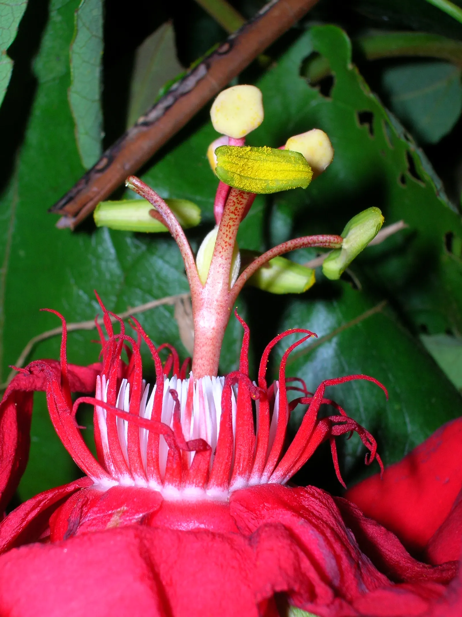 Crimson Passion Flower (Passiflora Vitifolia) — potentially reaching heights of 15 to 20 feet and spreads of 6 to 8 feet; the Crimson Passion Flower