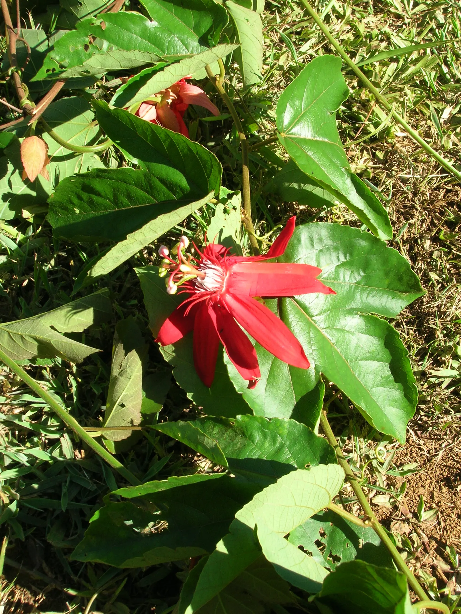 Crimson Passion Flower (Passiflora Vitifolia) — vine with red blooms; well-draining soil is vital to prevent root rot, image 80