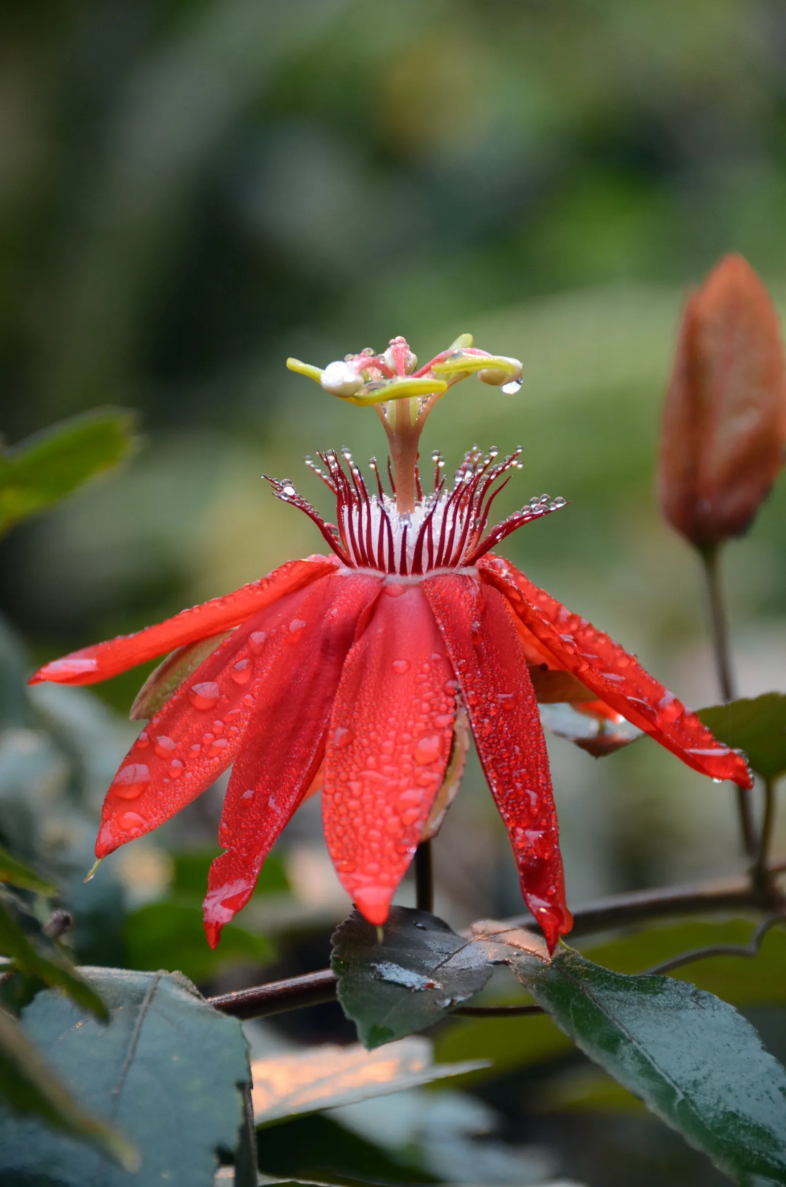 Crimson Passion Flower (Passiflora Vitifolia) — This climbing vine, reaching lengths up to 20 feet, is ideal for trellises or walls, flourishing in, image 83
