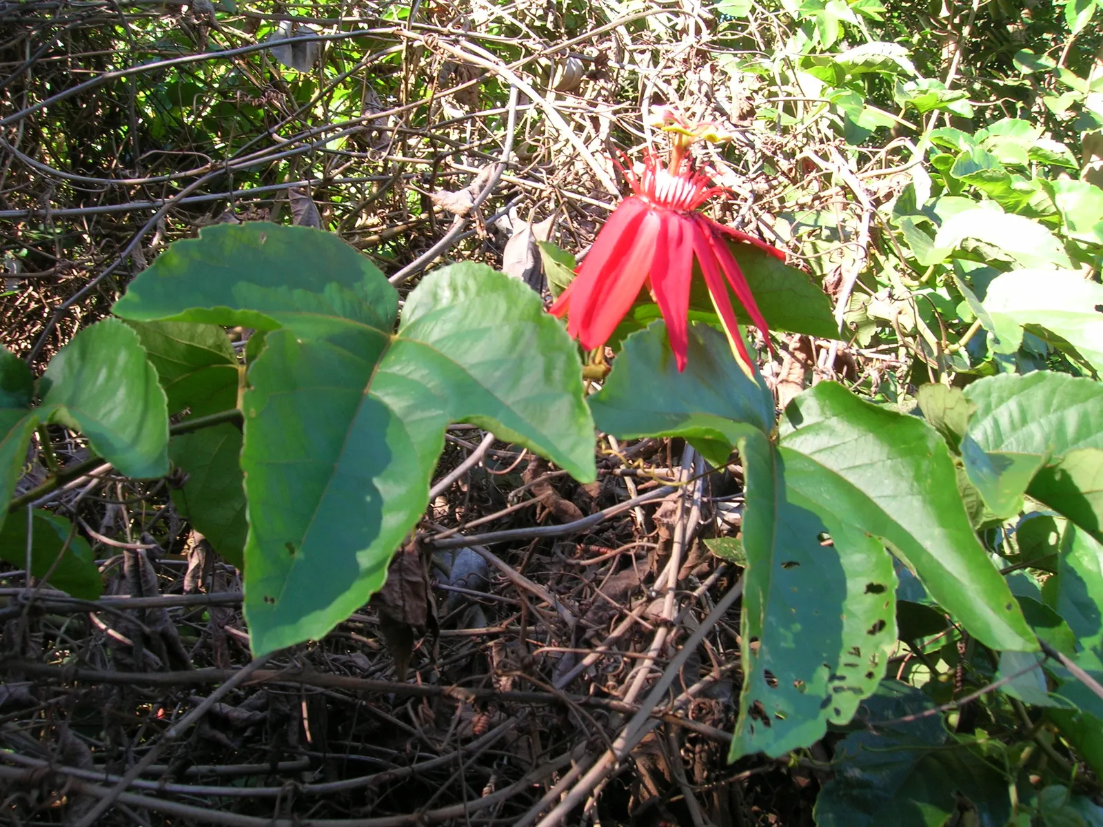 Crimson Passion Flower (Passiflora Vitifolia) — It's also moderately salt-tolerant; this species is renowned for its striking red blossoms that span