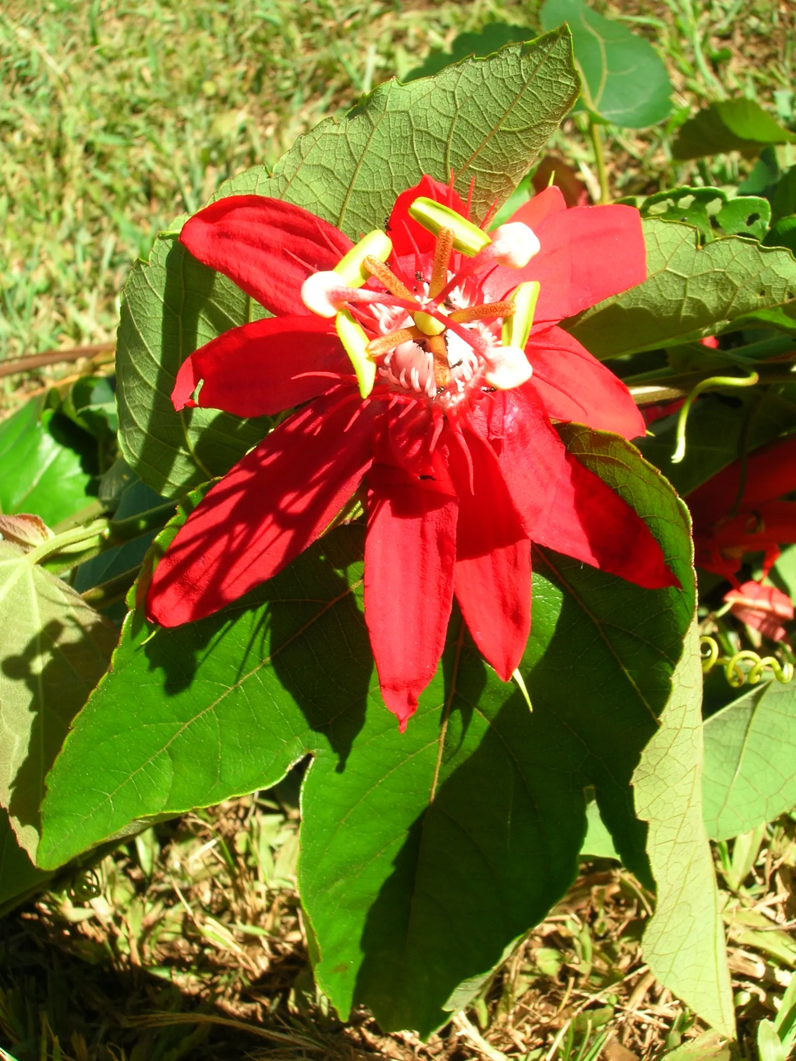 Crimson Passion Flower (Passiflora Vitifolia) — Well-draining soil is vital to prevent root rot