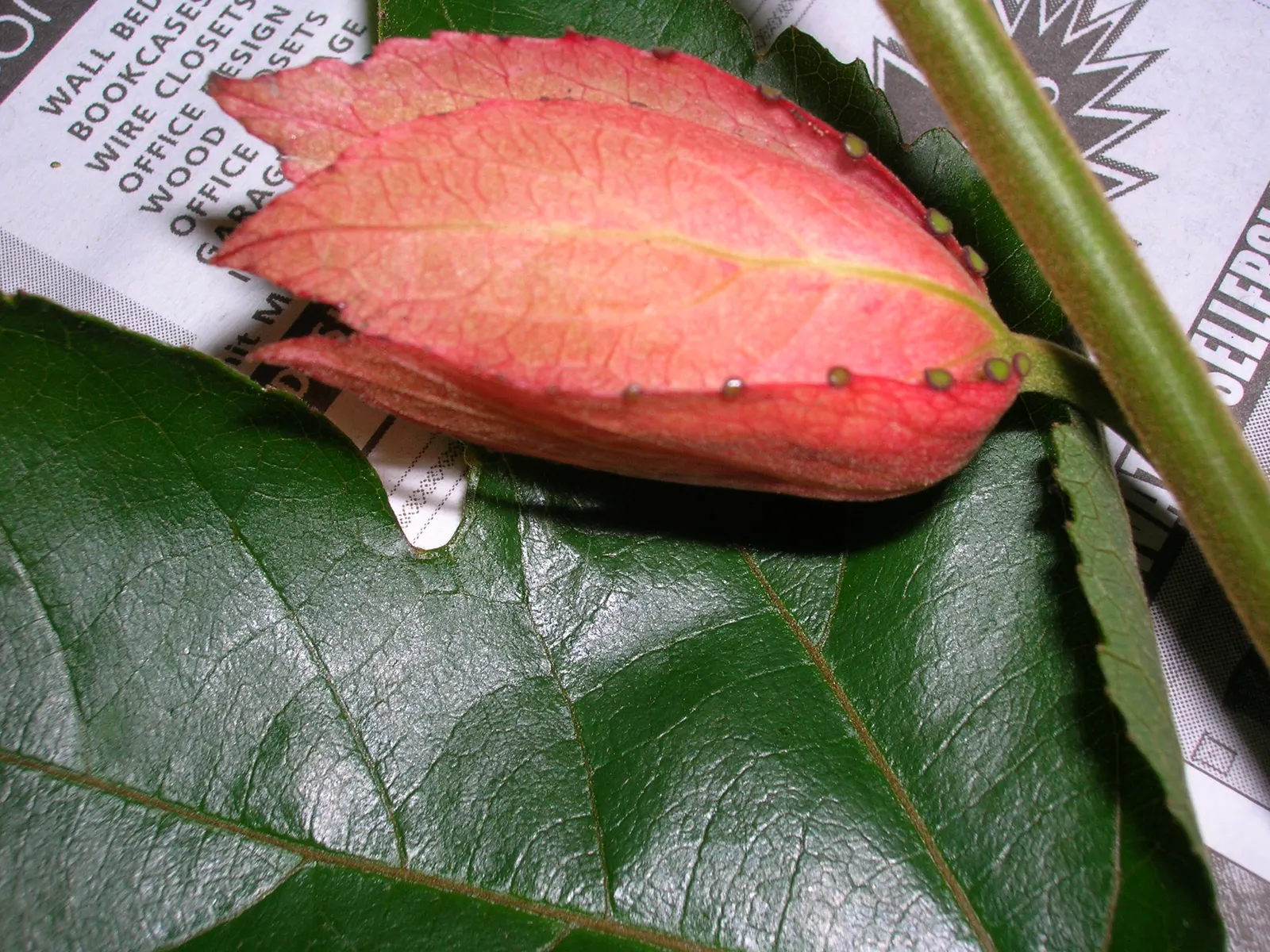 Crimson Passion Flower (Passiflora Vitifolia) — this species is renowned for its striking red blossoms that span approximately 3 to 5 inches, image 90