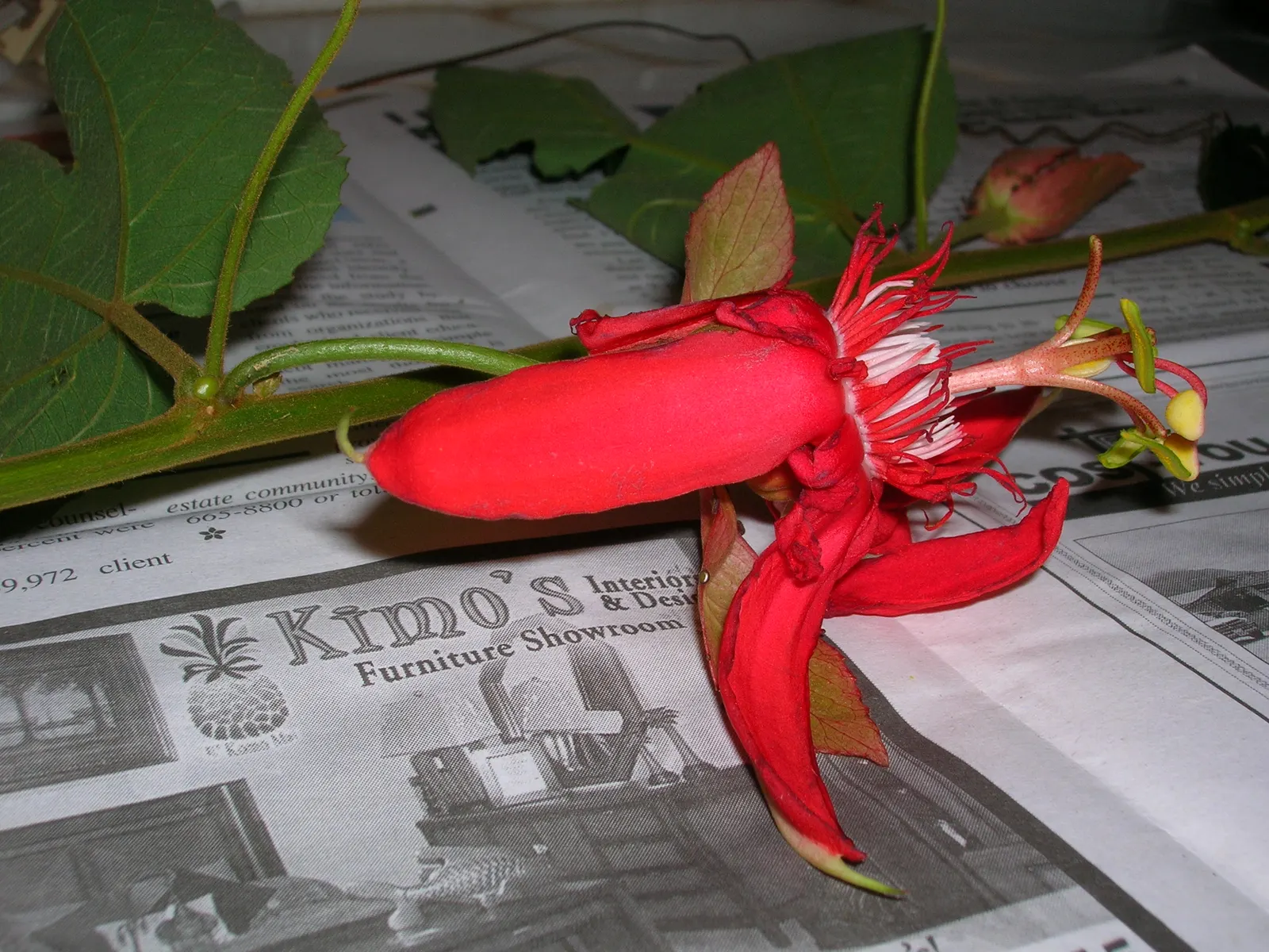 Crimson Passion Flower (Passiflora Vitifolia) — commonly known as the Crimson Passion Flower; serving as a lush backdrop to the vivid flowers.<br><br>Flowering