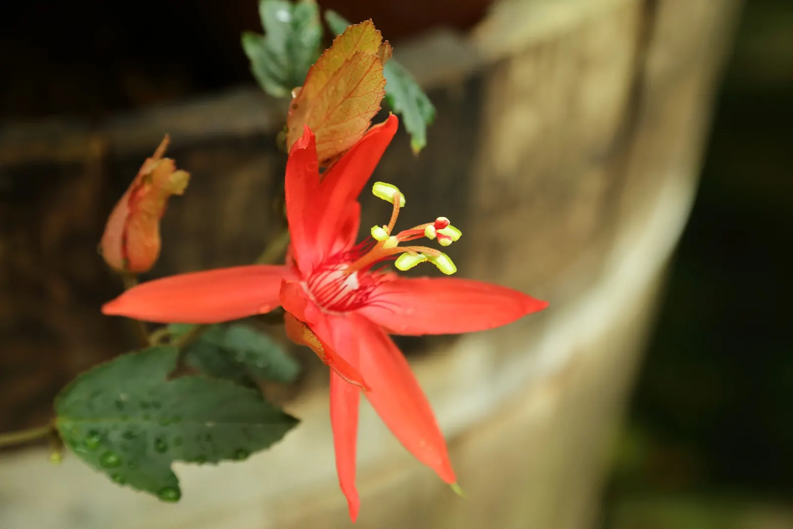 Crimson Passion Flower (Passiflora Vitifolia) — red flowers in the garden; with a set of three distinctive green