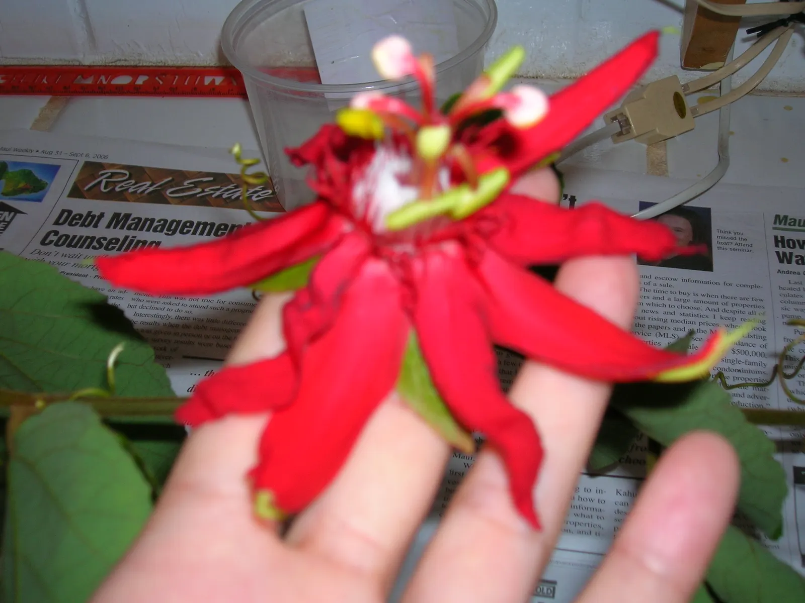 Crimson Passion Flower (Passiflora Vitifolia) — Regular pruning will keep it in check and encourage denser foliage as well as more profuse blooming