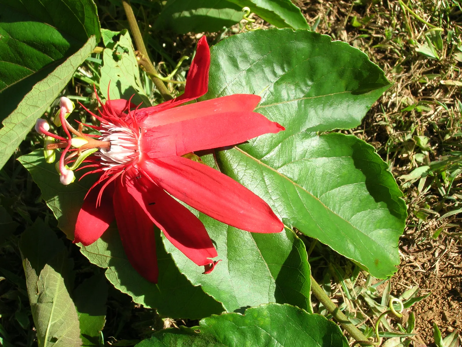 Crimson Passion Flower (Passiflora Vitifolia) — commonly known as the Crimson Passion Flower