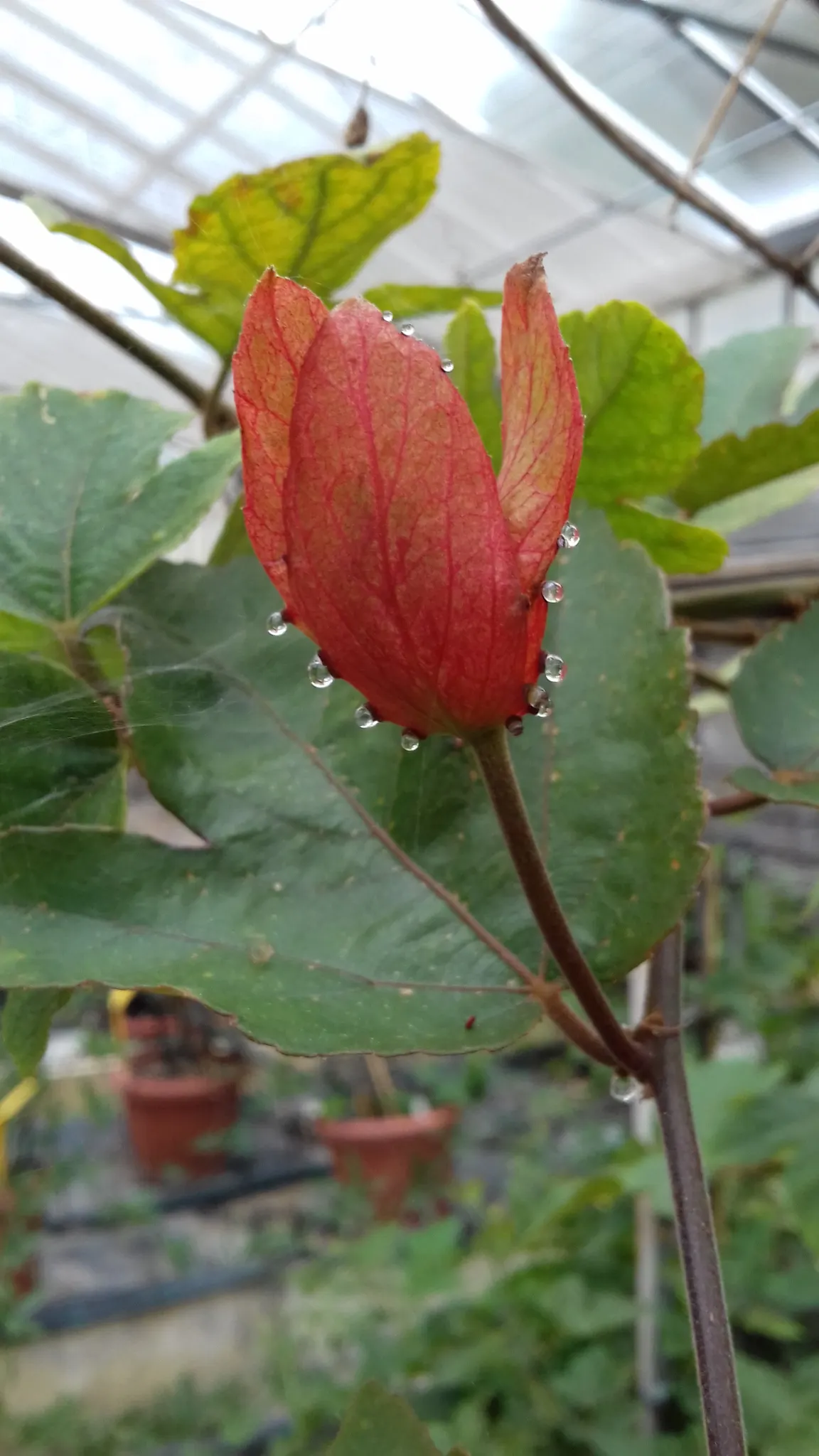Crimson Passion Flower (Passiflora Vitifolia) — enhancing your garden's ecological diversity; this climbing vine, reaching lengths up to 20 feet, image 101