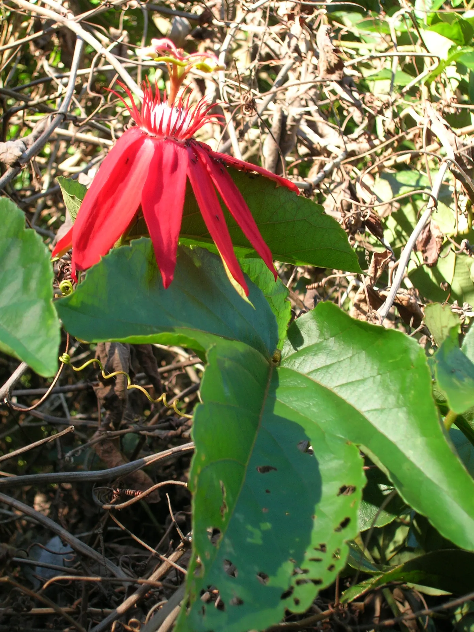Crimson Passion Flower (Passiflora Vitifolia) — Well-draining soil is vital to prevent root rot; native to Central and South America