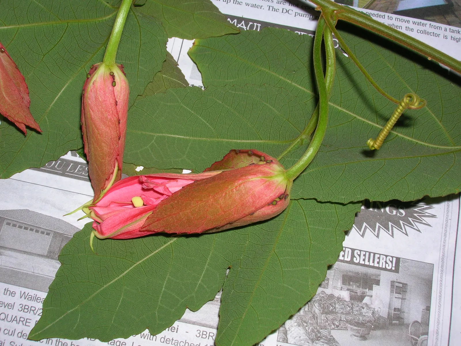 Crimson Passion Flower (Passiflora Vitifolia) — consider its rapid growth and maintenance needs