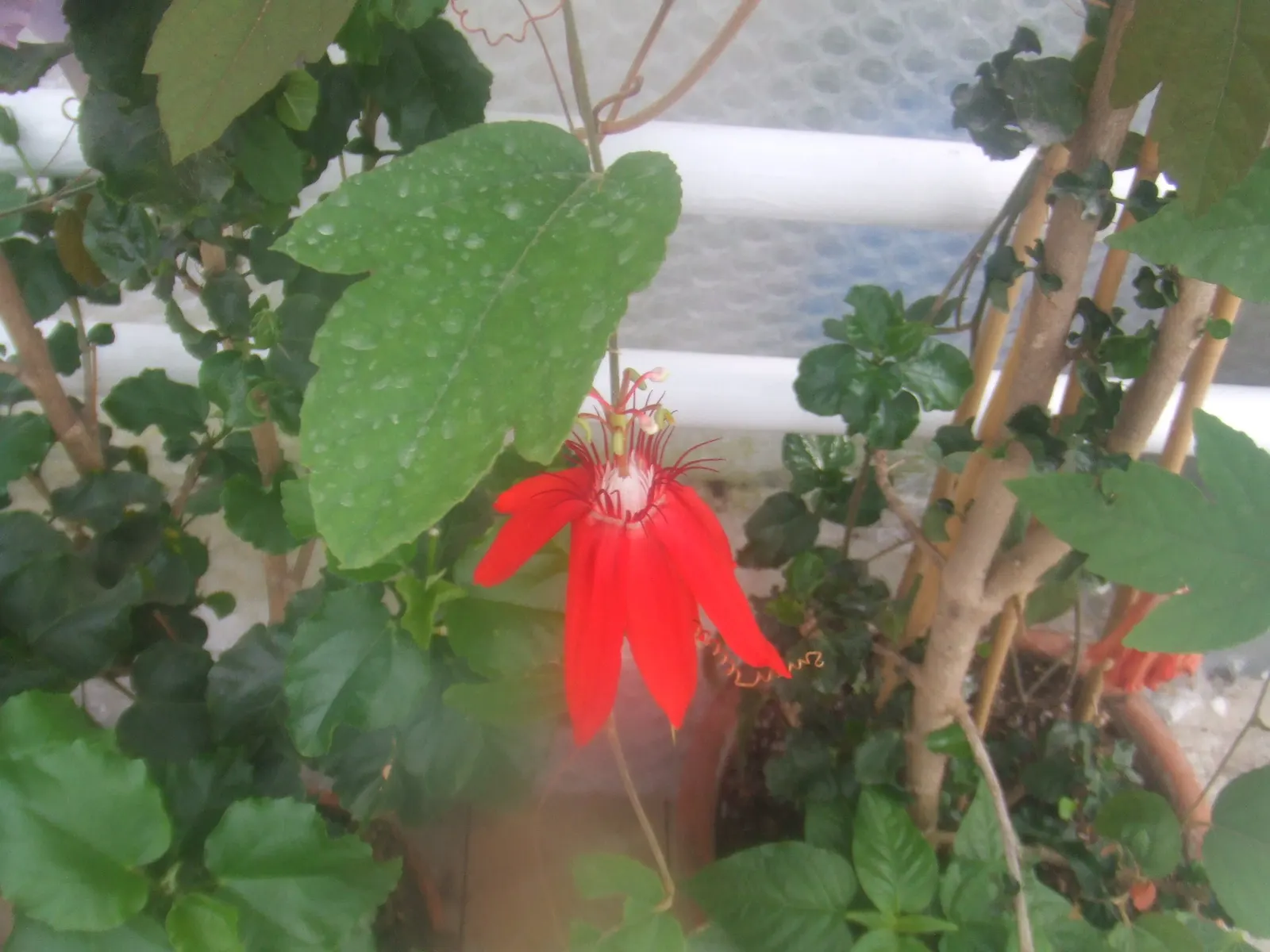 Crimson Passion Flower (Passiflora Vitifolia) — red flowers in the garden; with a set of three distinctive green, image 79