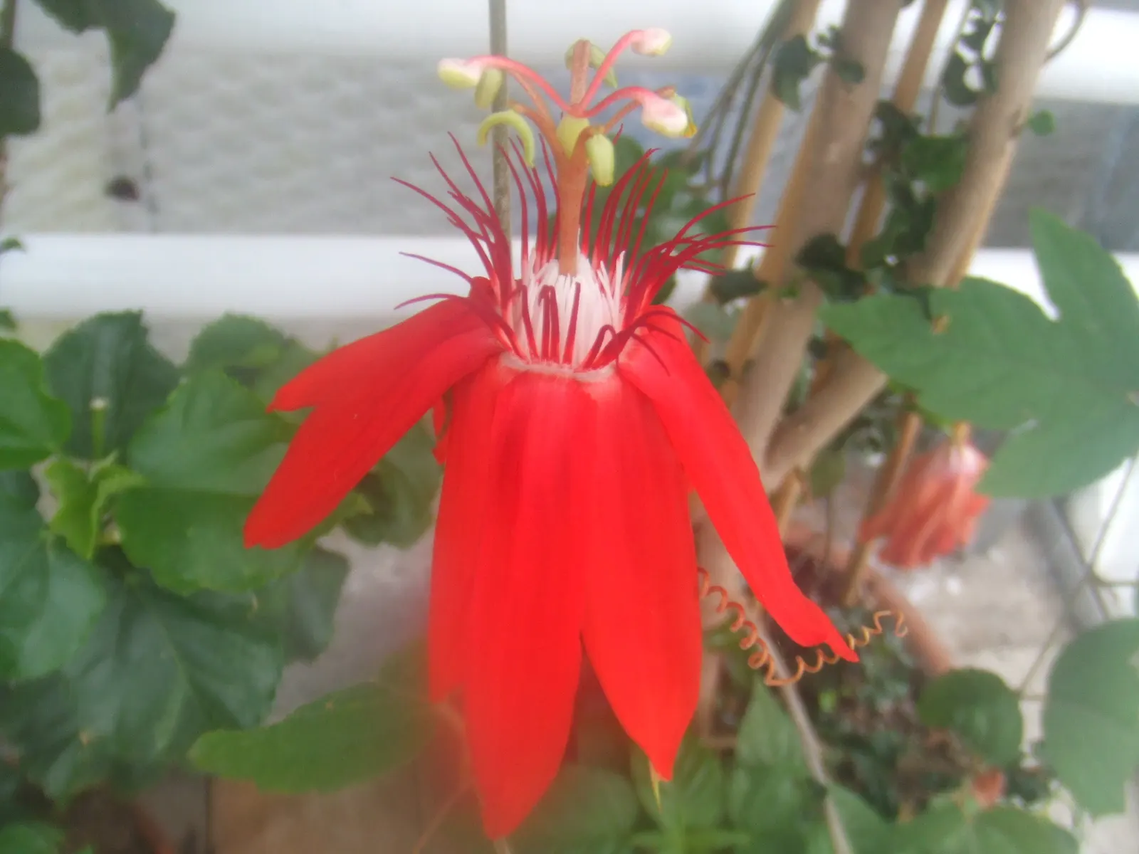 Crimson Passion Flower (Passiflora Vitifolia) — It requires a supportive structure like a trellis or fence to showcase its climbing habit; it's, image 69