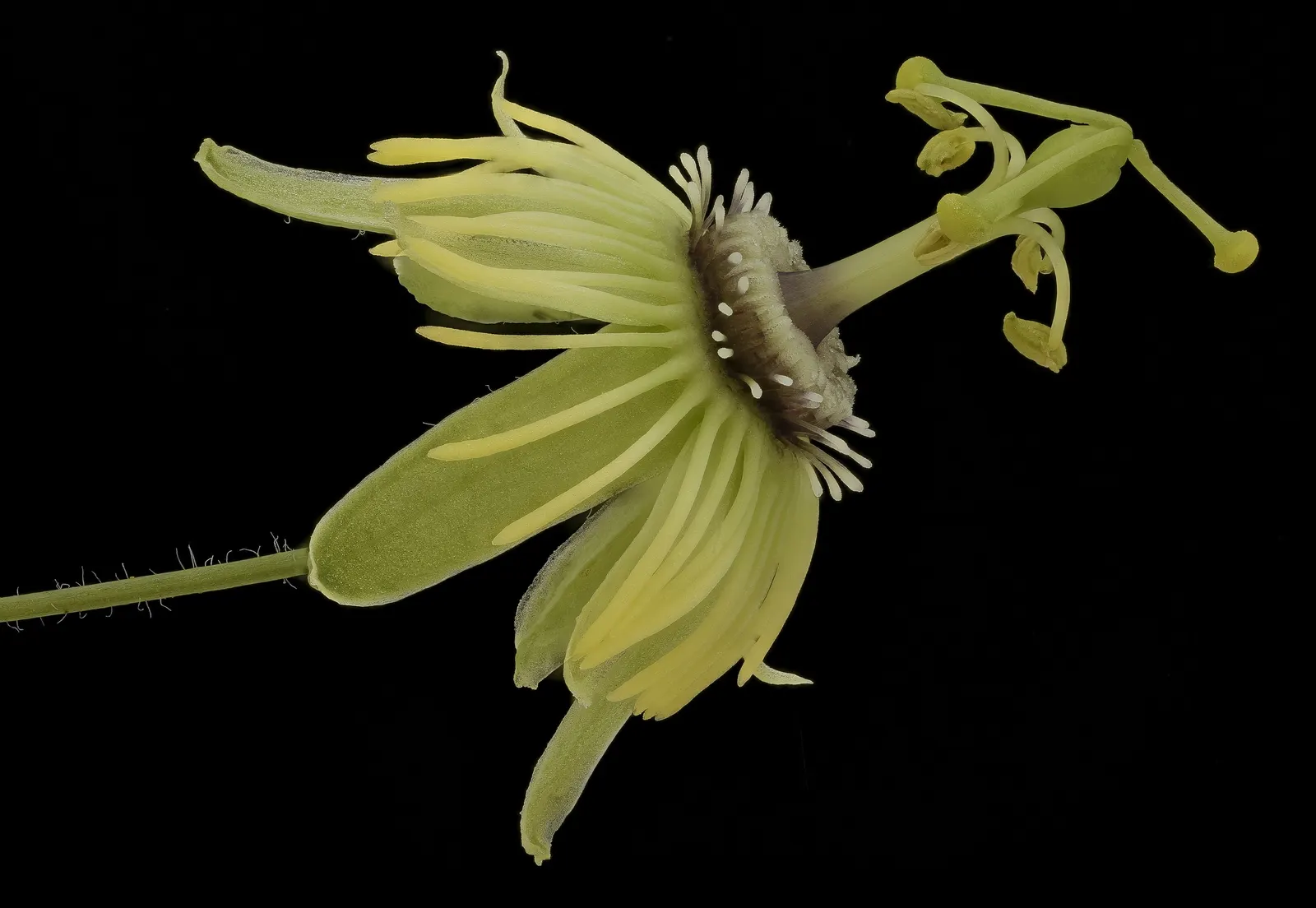 Crimson Passion Flower (Passiflora Vitifolia) — It thrives in USDA zones 10-11