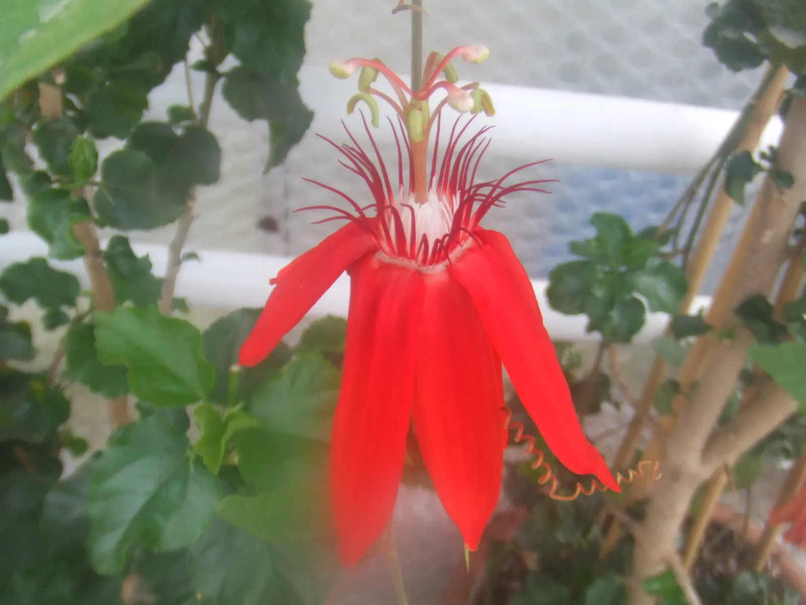 Crimson Passion Flower (Passiflora Vitifolia) — It's also moderately salt-tolerant; this species is renowned for its striking red blossoms that span, image 75