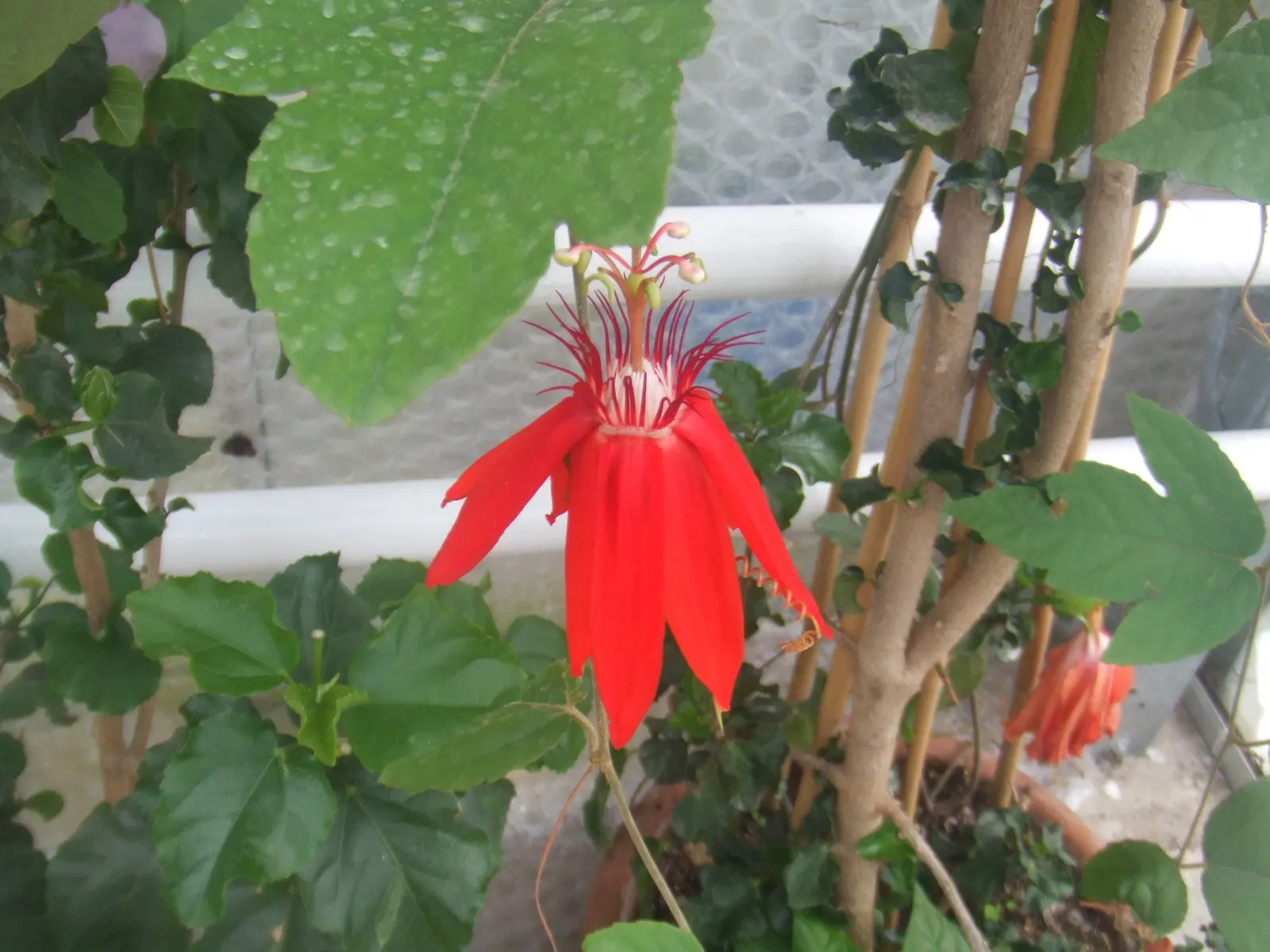 Crimson Passion Flower (Passiflora Vitifolia) — with a set of three distinctive green; the Crimson Passion Flower thrives in USDA zones 10 through, image 91