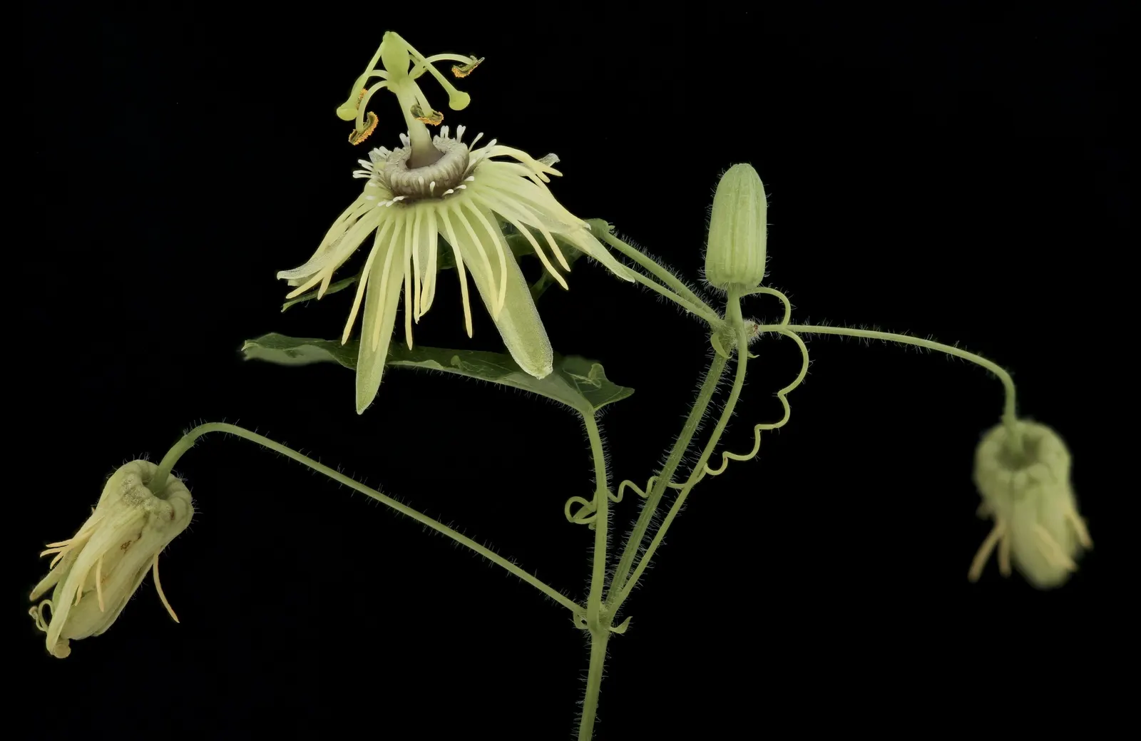 Crimson Passion Flower (Passiflora Vitifolia) — is an exotic and vibrant climbing vine that brings a tropical flair to any landscape; including the, image 61