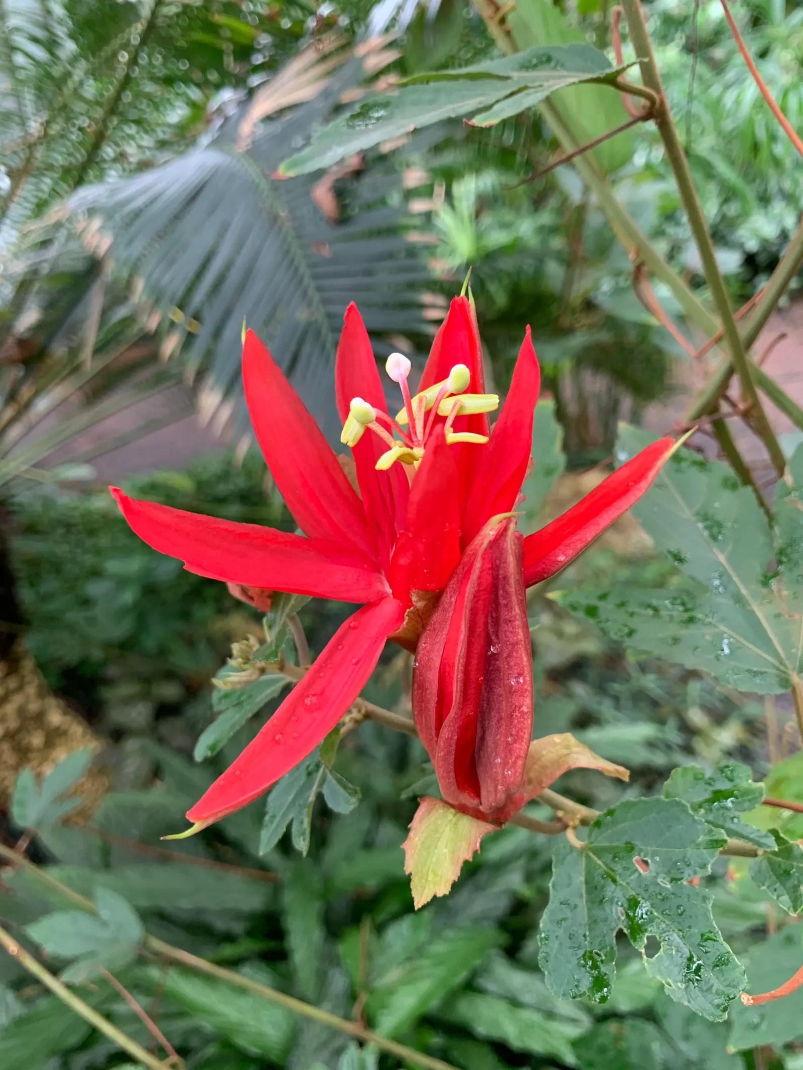 Crimson Passion Flower (Passiflora Vitifolia) — preferring full to partial sun exposure, image 95