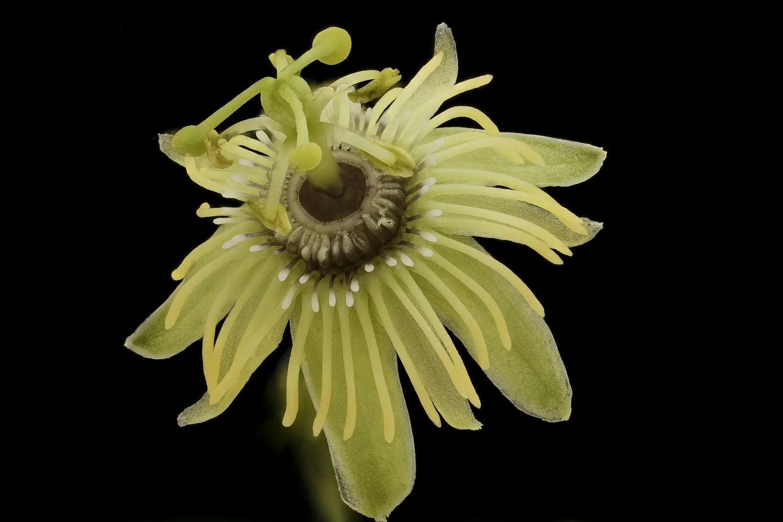 Crimson Passion Flower (Passiflora Vitifolia) — potentially reaching heights of 15 to 20 feet and spreads of 6 to 8 feet