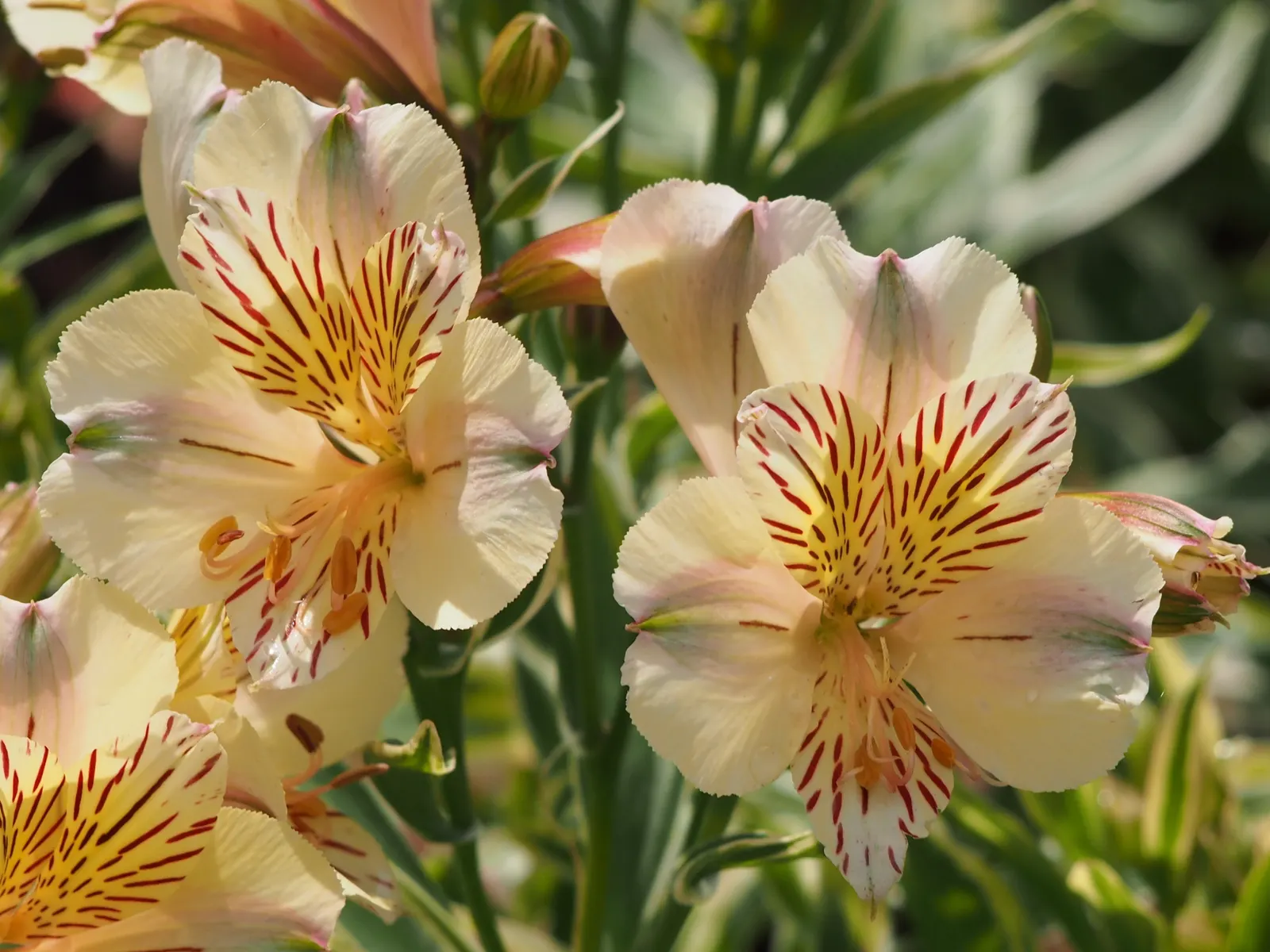 Peruvian Lily (Alstroemeria 'Florist's Champagne') — Blooming from early summer to fall