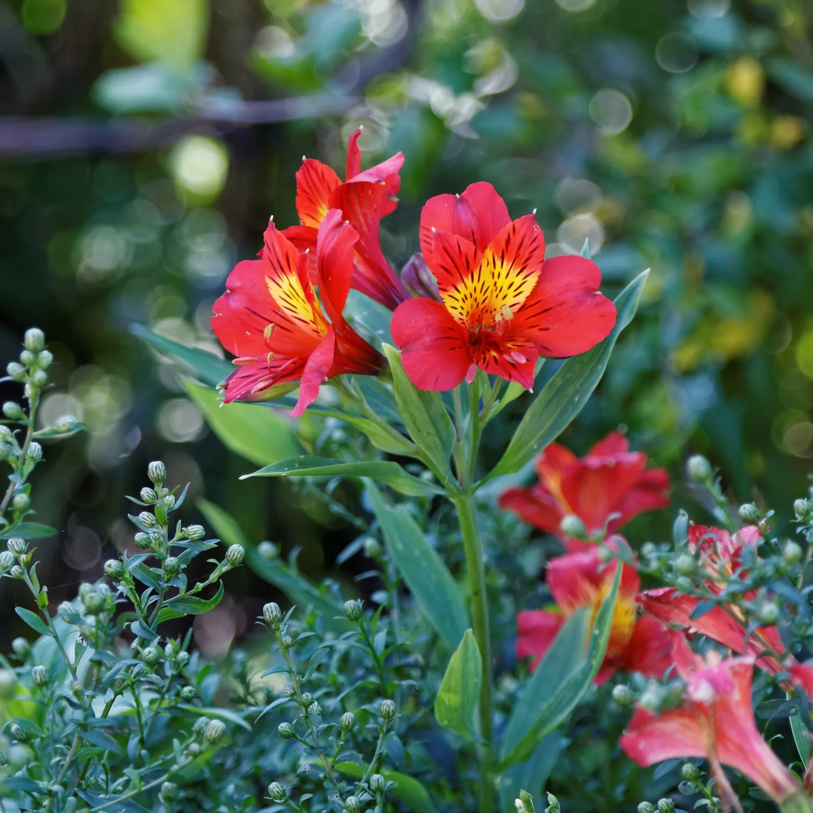 Peruvian Lily (Alstroemeria 'Florist's Champagne') — This hardy plant thrives in full to partial sun and well-draining soil