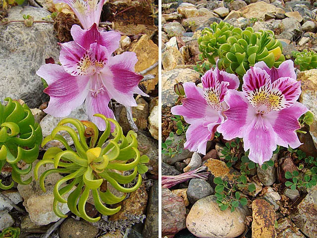 Peruvian Lily (Alstroemeria 'Florist's Champagne') — is treasured for its striking
