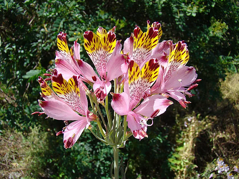 Peruvian Lily (Alstroemeria 'Florist's Champagne') — Space plants approximately 12-24 inches apart